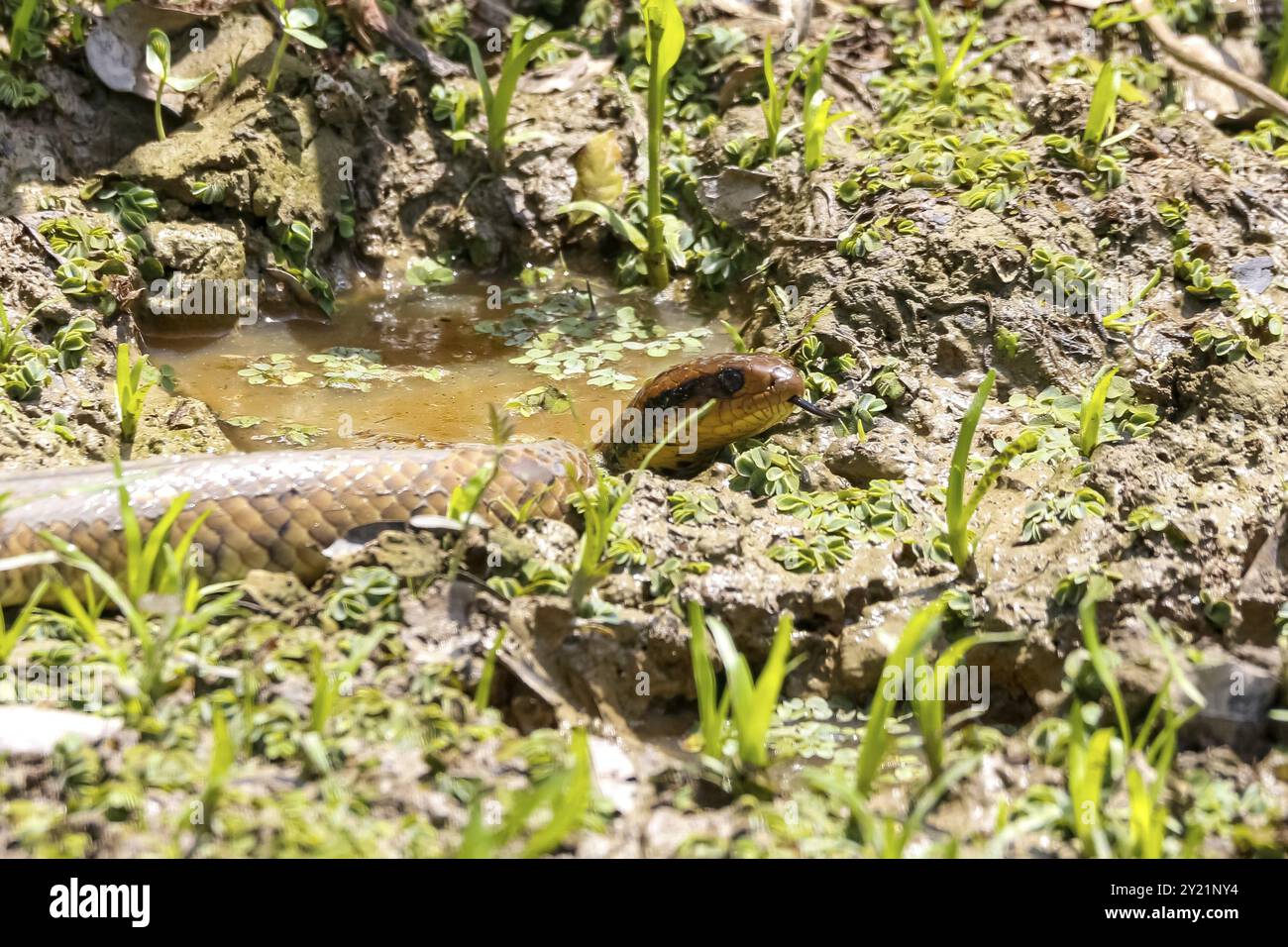 Gros plan de faux Cobra brésilien d'eau couché dans une flaque d'eau, léchant, Pantanal Wetlands, Mato Grosso, Brésil, Amérique du Sud Banque D'Images