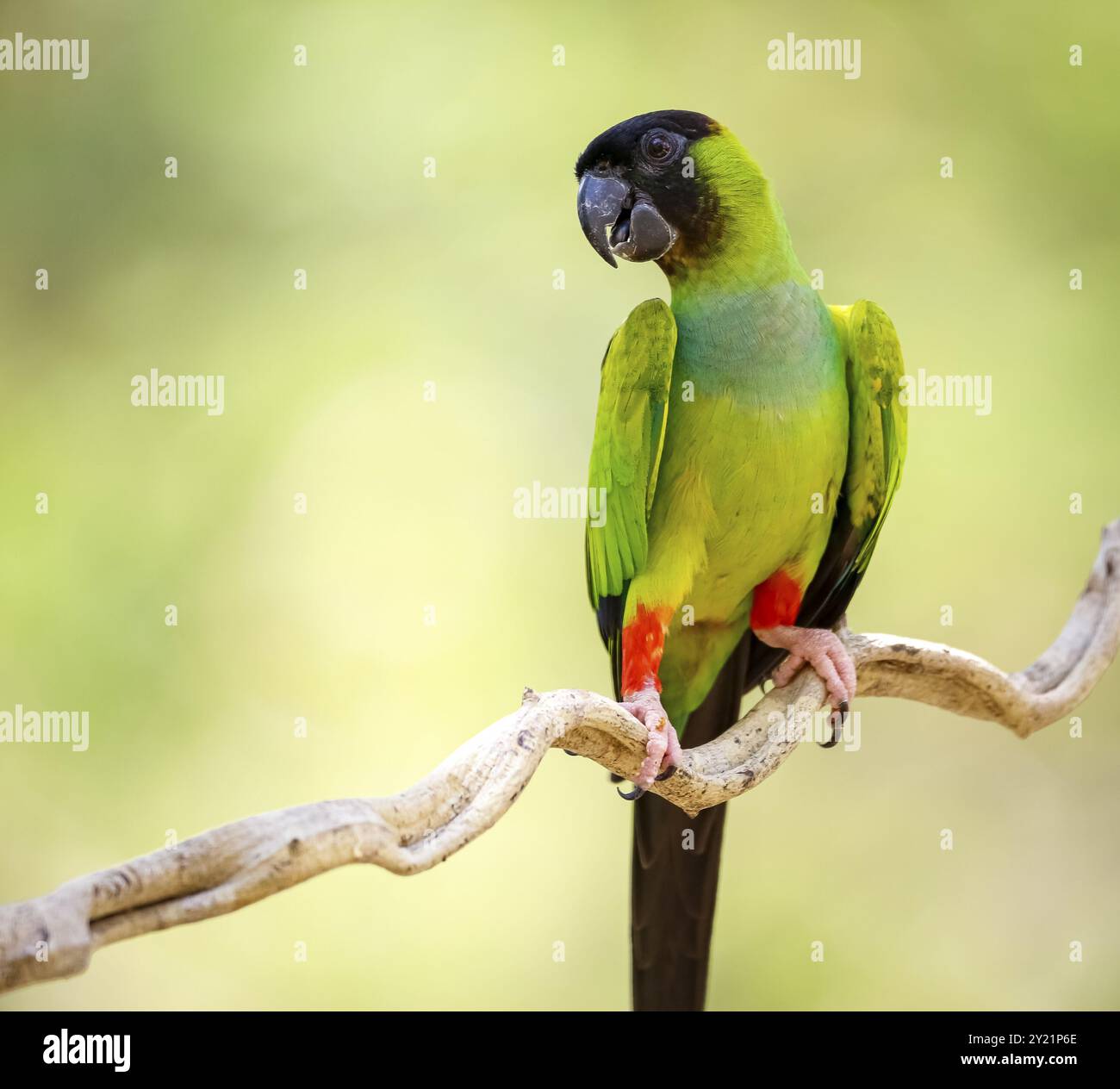 Gros plan de la belle perruche de Nanday perchée sur une branche contre un fond naturel défocalisé, Pantanal Wetlands, Mato Grosso, Brésil, Amérique du Sud Banque D'Images