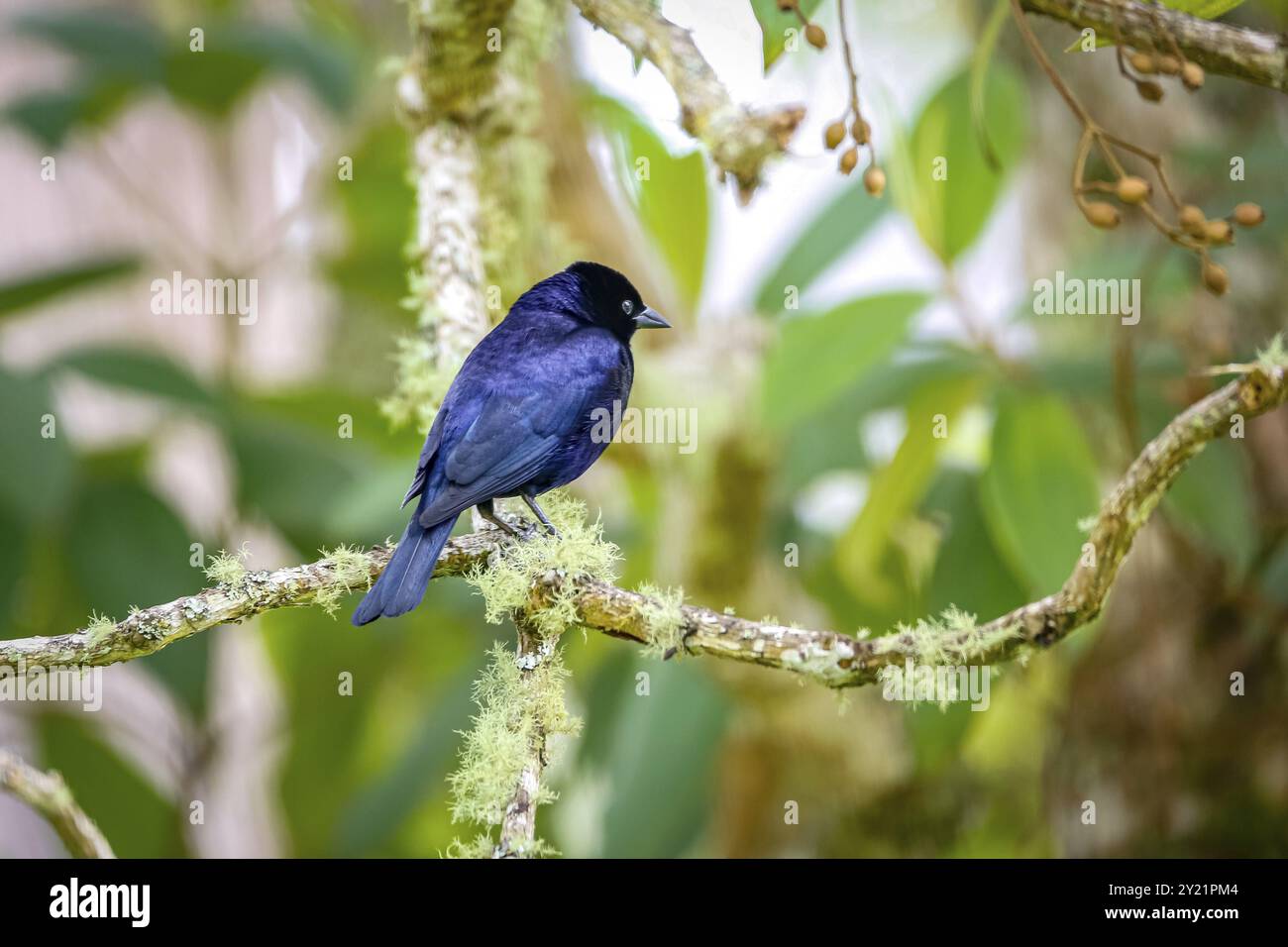 Grassquit bleu-noir perché sur une branche sur fond vert défocalisé, parc naturel de Caraca, Minas Gerais, Brésil, Amérique du Sud Banque D'Images