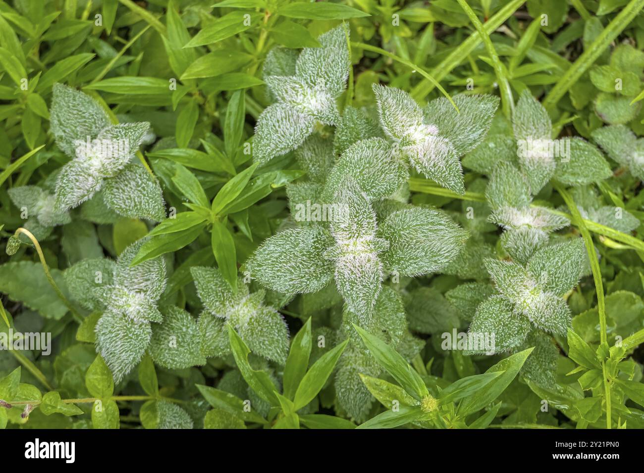 Gros plan de petites plantes vertes avec de petits poils blancs sur les feuilles, Itatiaia, Brésil, Amérique du Sud Banque D'Images