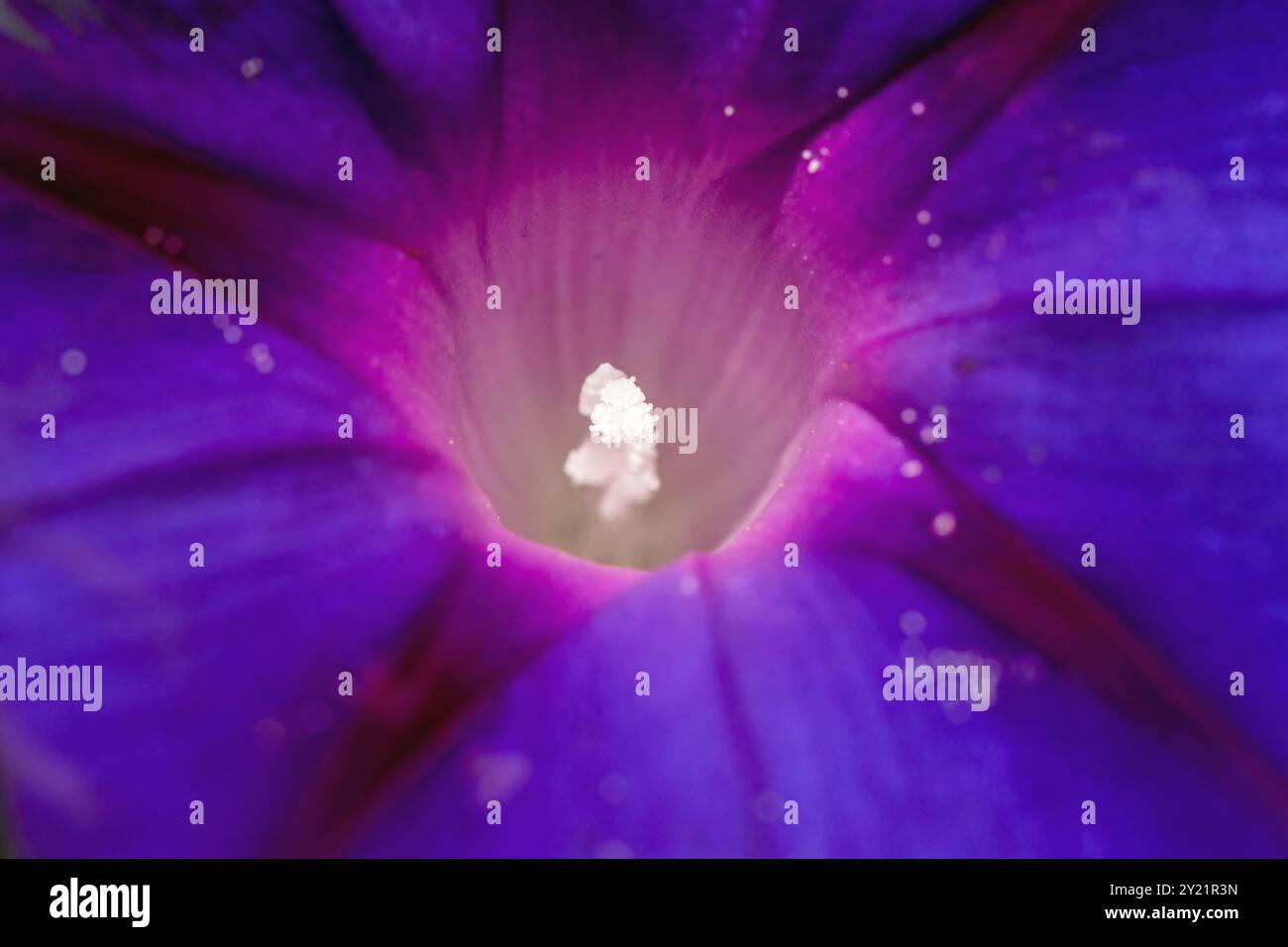 Étamines blanches dans le centre brillant de la fleur Morning Glory Banque D'Images