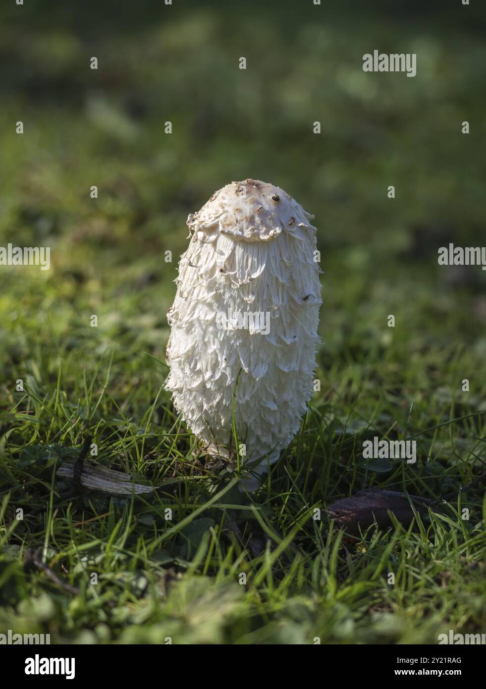 Shaggy Inkcap Fungus est sur le point d'ouvrir dans la campagne du Sussex Banque D'Images