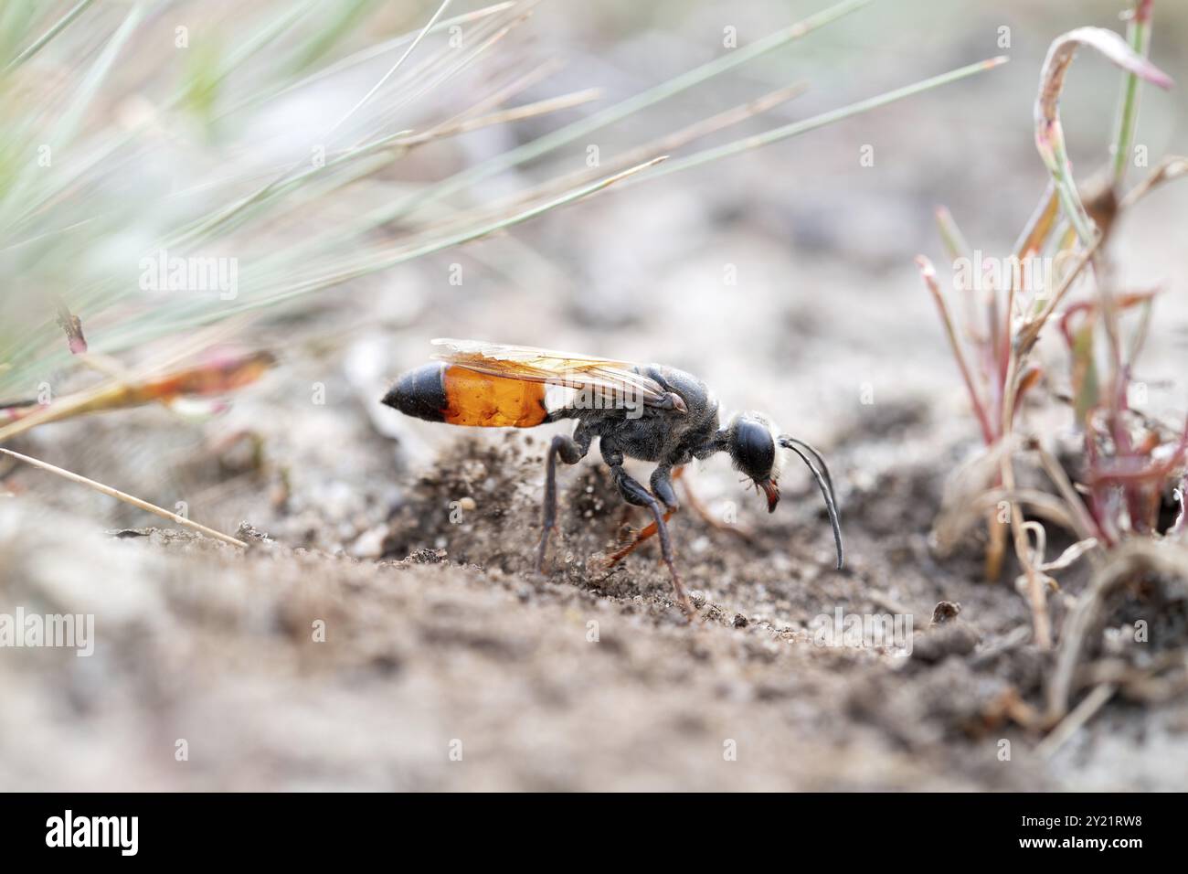 Guêpe de creuset dorée (Sphex funerarius), creuse son nid dans le sol sablonneux, réserve naturelle Doeberitzer Heide, Brandebourg, Allemagne, Europe Banque D'Images