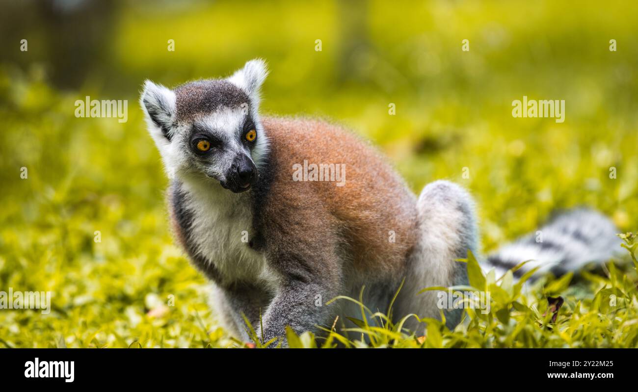 Lémuriens à queue annulaire cherchant sur le sol gros plan portrait. yeux jaunes frappants, traits sombres du visage, et fourrure douce, debout contre un flou, luxuriant Banque D'Images