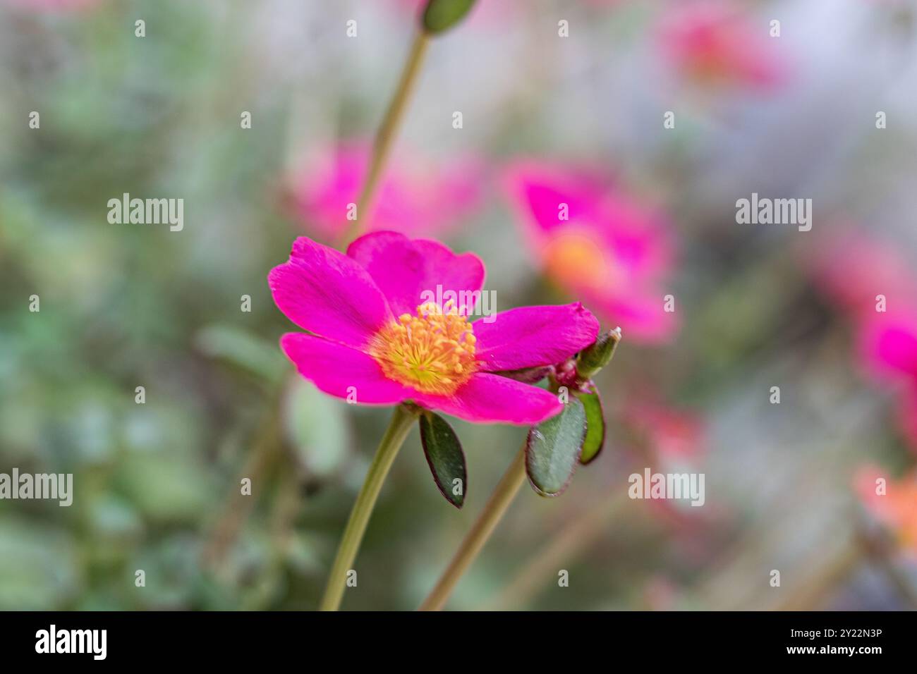 Gros plan d'une fleur de purslane rose éclatante (Portulaca). Les pétales délicats de la fleur sont rose vif avec un centre jaune vif. Banque D'Images