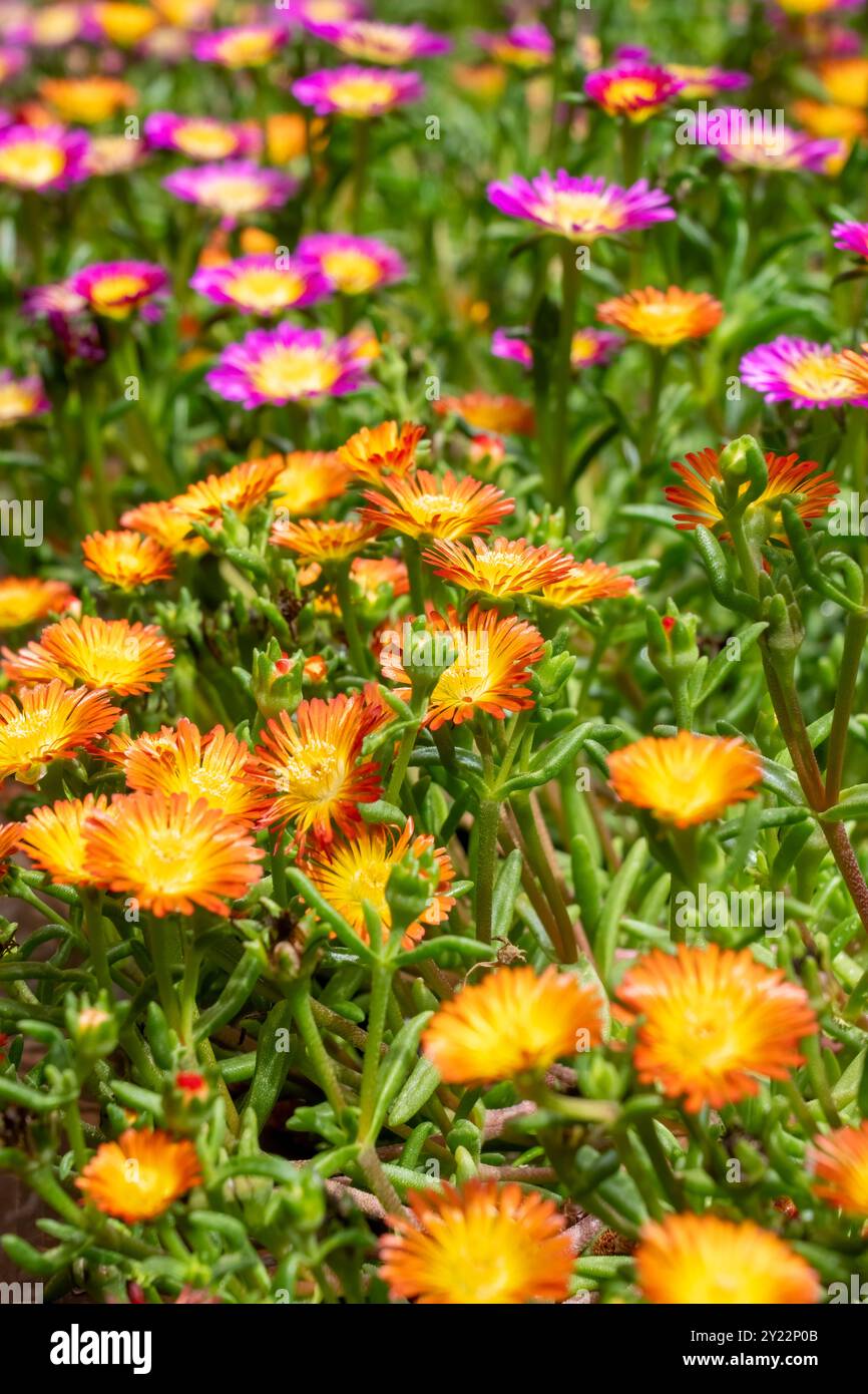 Issaquah, Washington, États-Unis. Plantes de glace, Delosperma Hot Pink Wonder et Delosperma Orange Wonder Banque D'Images