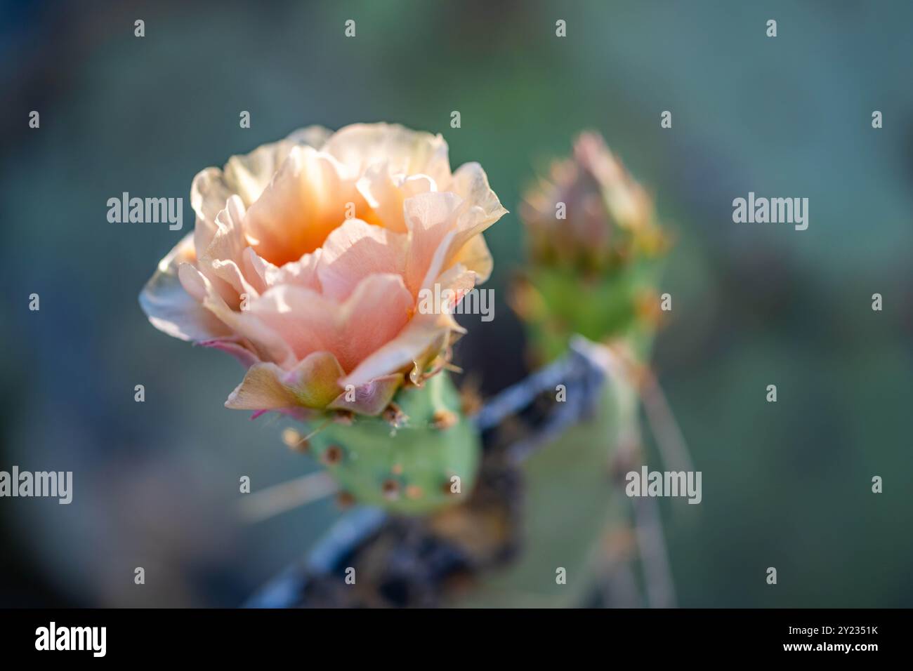 Un cactus en fleurs dans le parc national de Saguaro, Arizona Banque D'Images