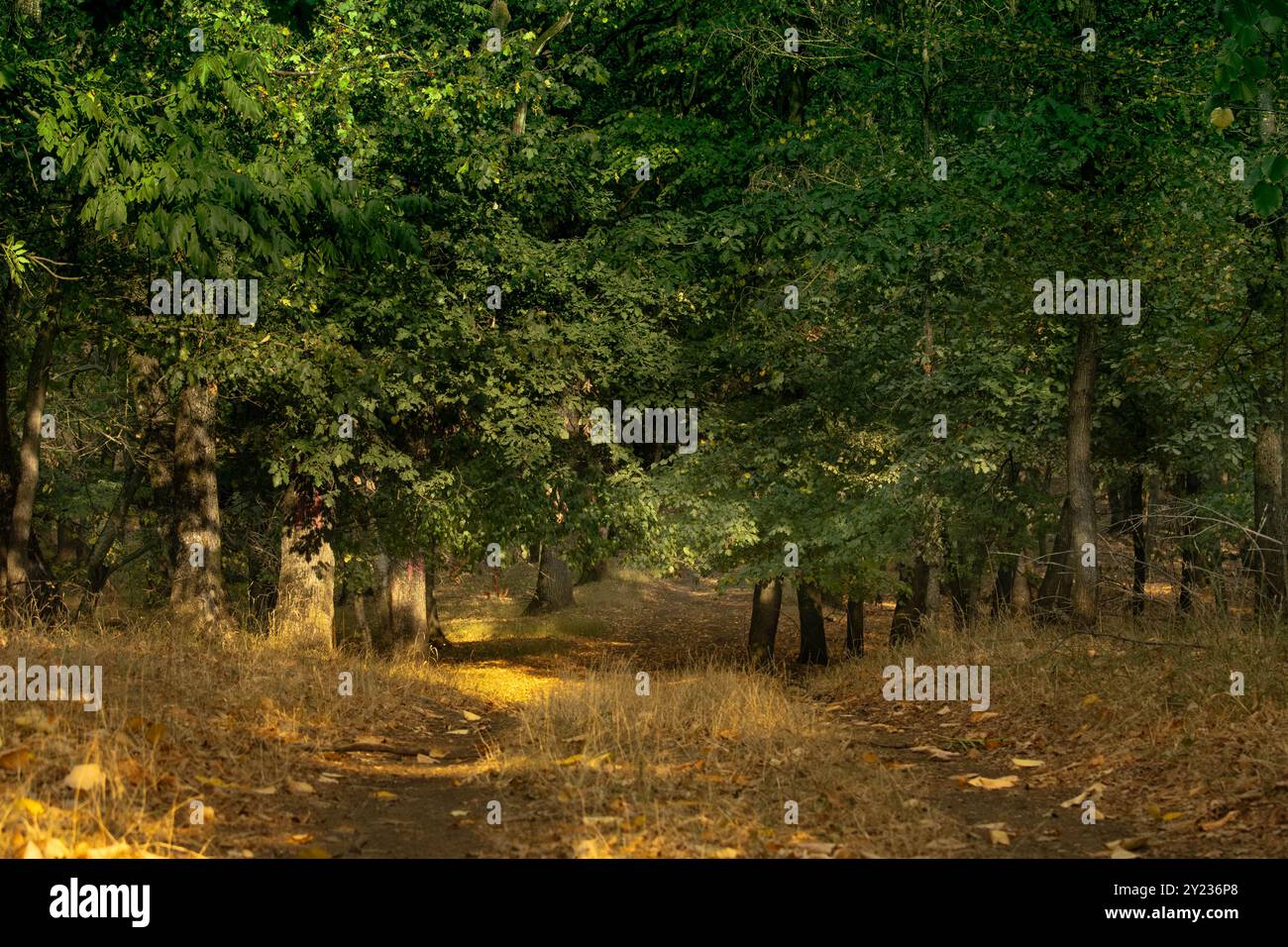 le milieu de la forêt verte en été Banque D'Images