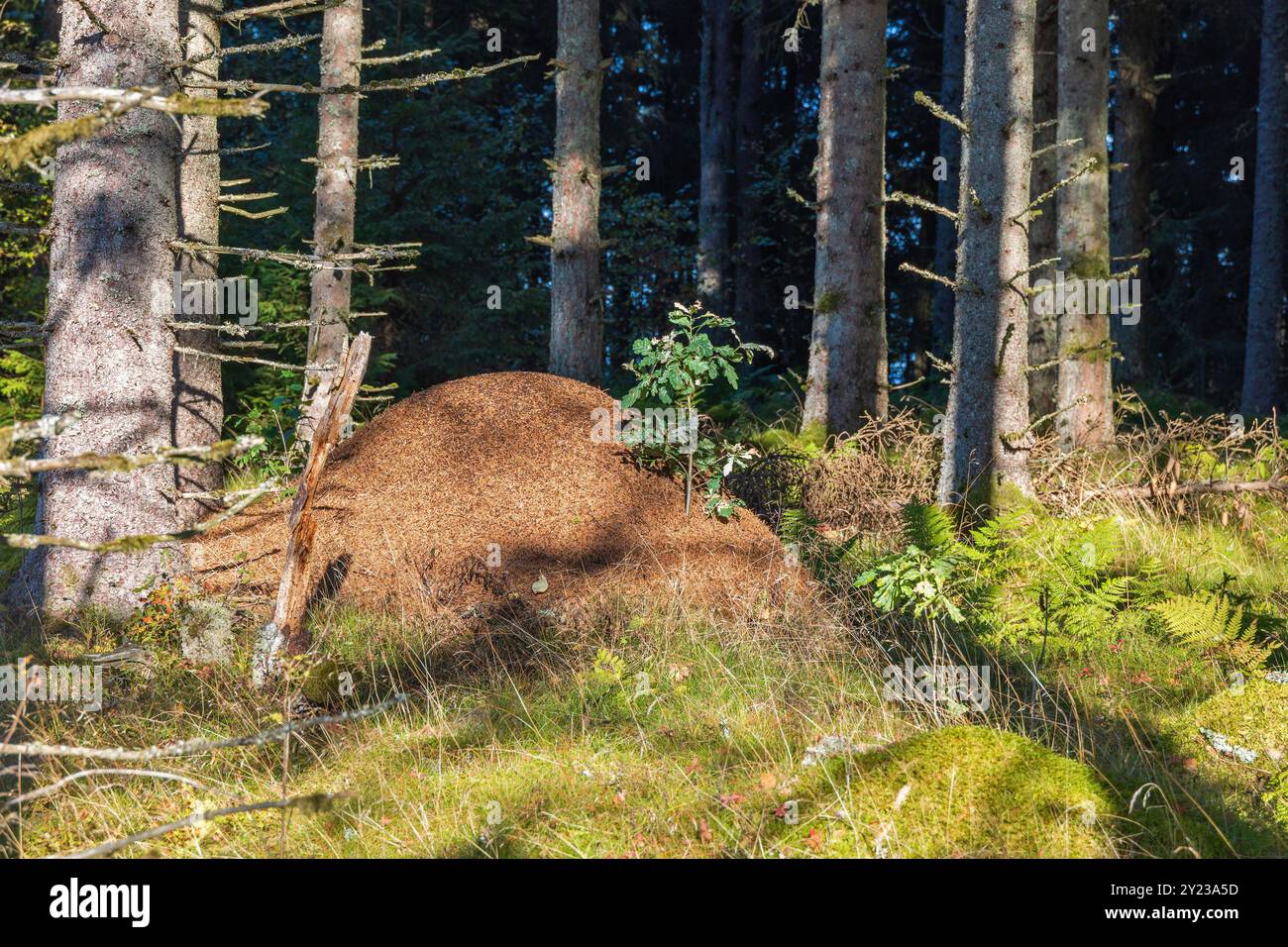 Forêt d'épinettes ensoleillée avec une grande fourmilière Banque D'Images