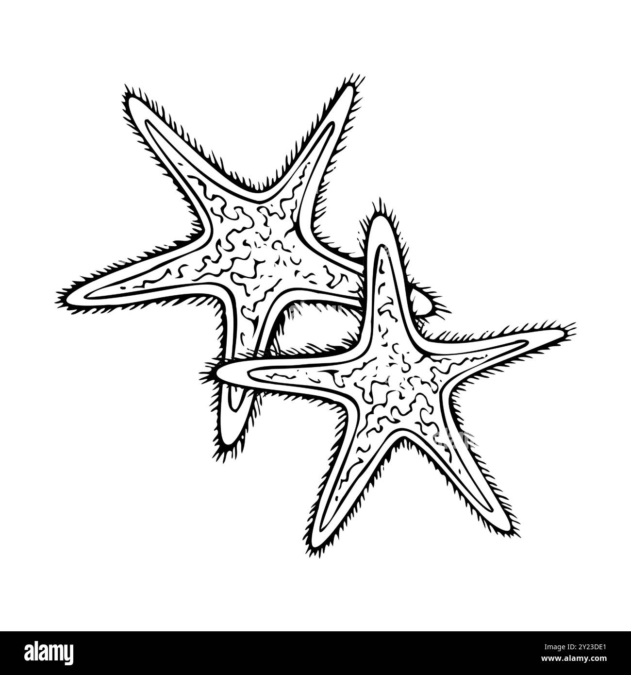 Deux étoiles de mer animal tropical noir blanc Illustration de Vecteur