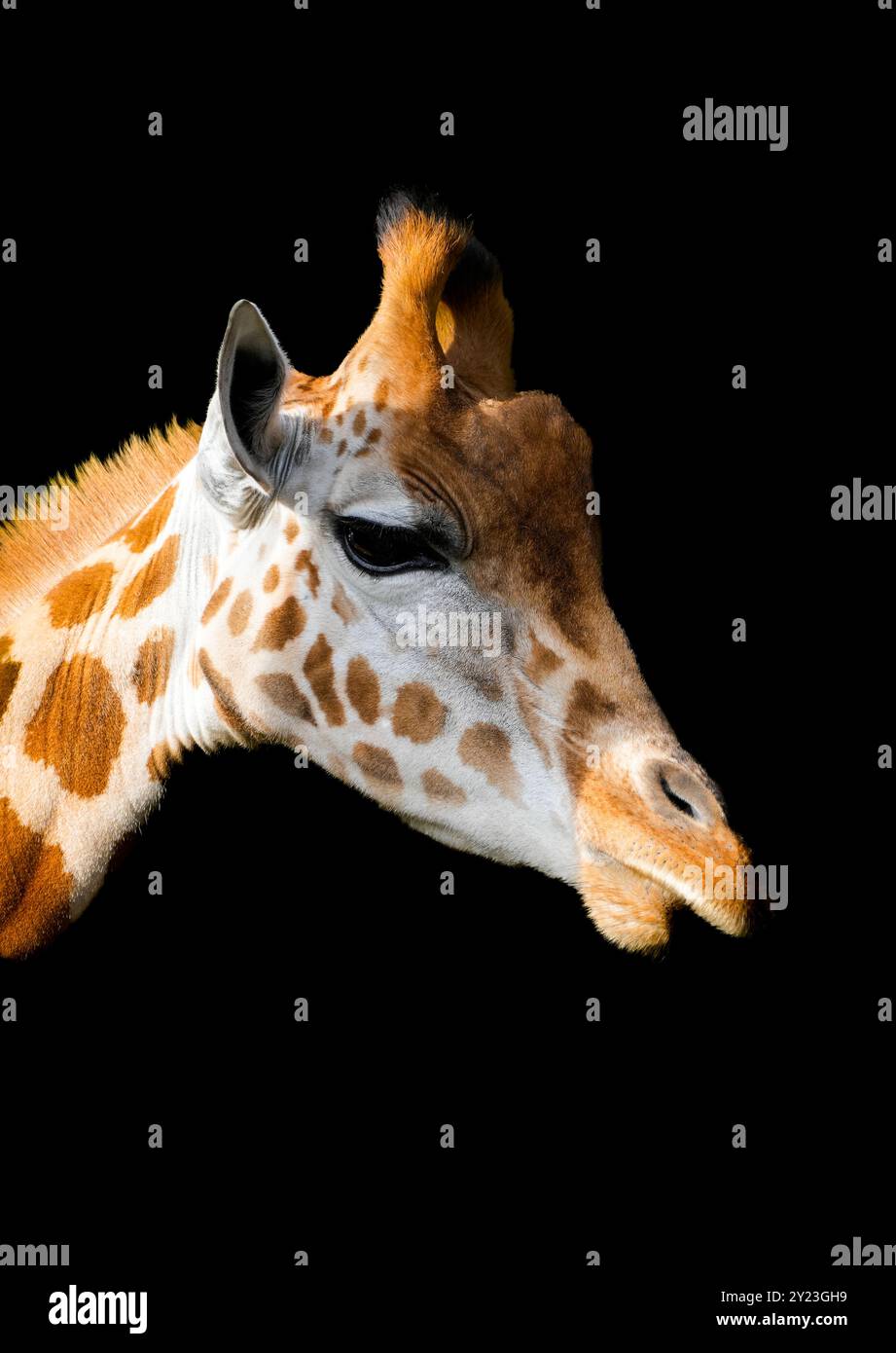 Portrait d'une jeune girafe sur fond noir. Affiches d'animaux. Banque D'Images