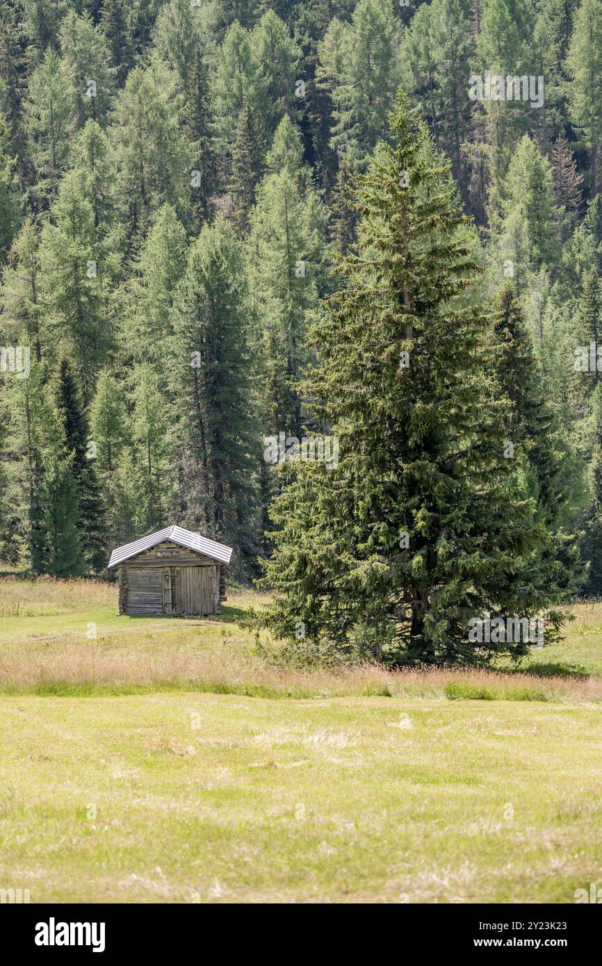 Cabane traditionnelle en bois sur clairière près de sapins, tourné dans la lumière d'été brillante près de Cascata Lodge dans la vallée de S. Nicolo, S. Giovanni di Fassa, Italie Banque D'Images