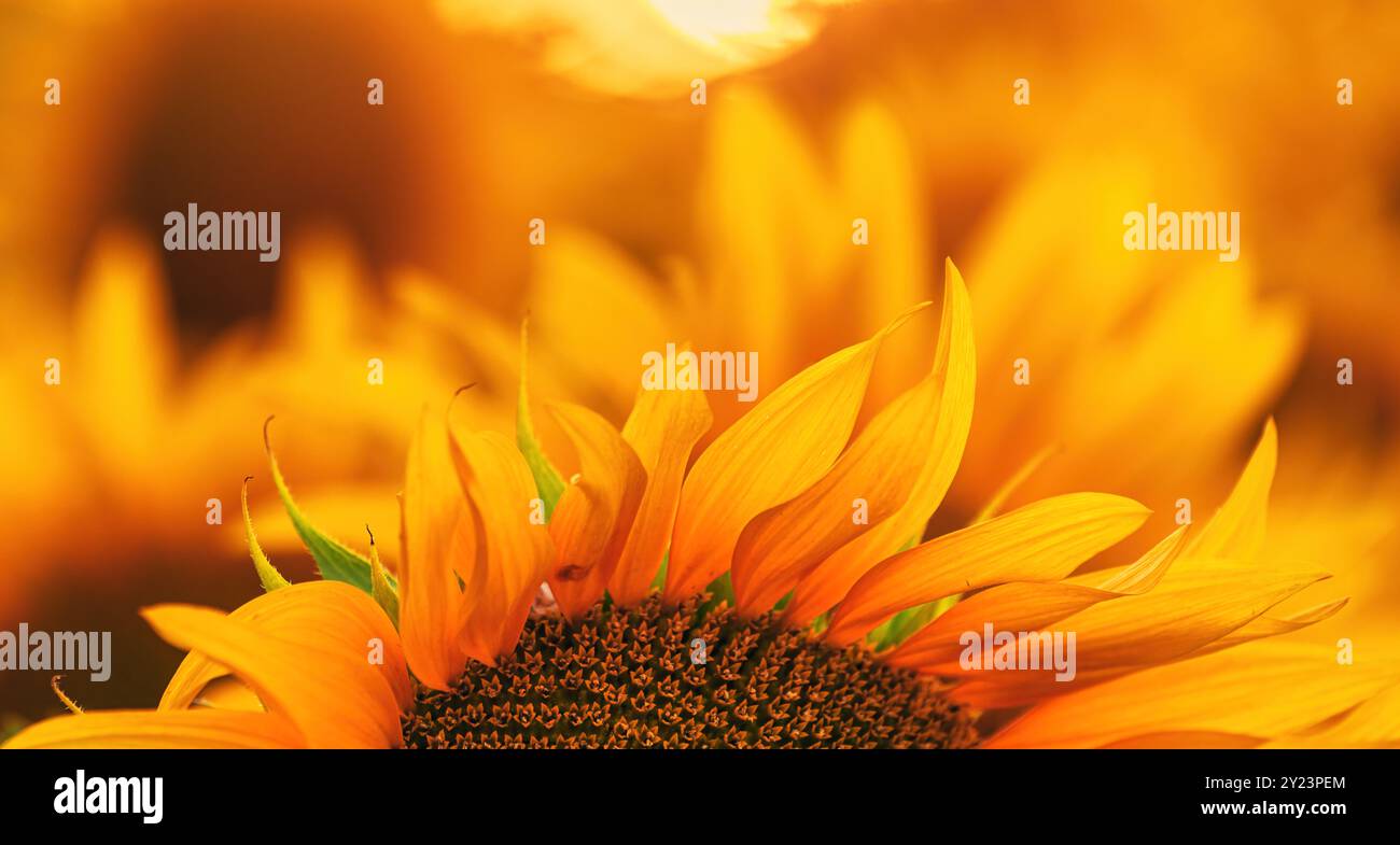 Champ de plantation de cultures de tournesol en floraison, foyer sélectif Banque D'Images