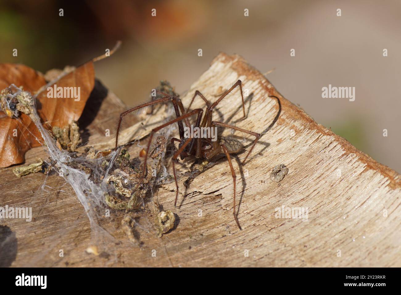 Gros plan araignée à poussière, araignée à lapin (Tegenaria atrica). Les araignées familiales en entonnoir (Agelenidae). Sur une vieille planche de bois altérée avec toile. Été, Banque D'Images