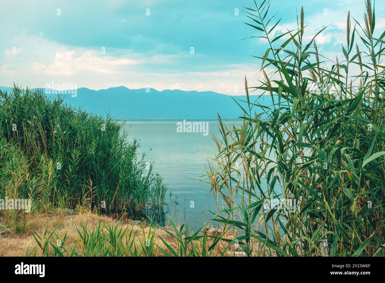 Roseau vert au lac Dojran en Macédoine du Nord, foyer sélectif Banque D'Images