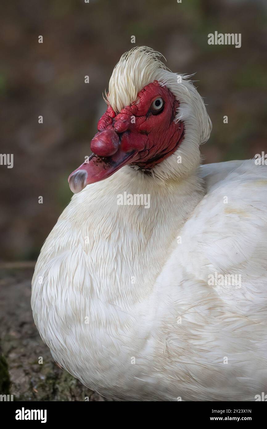 portrait rapproché de la tête d'un canard de barbarie, cairnina moschata. Il a des plumes blanches et un visage rouge. Pas de personnes et d'espace pour la copie de texte Banque D'Images