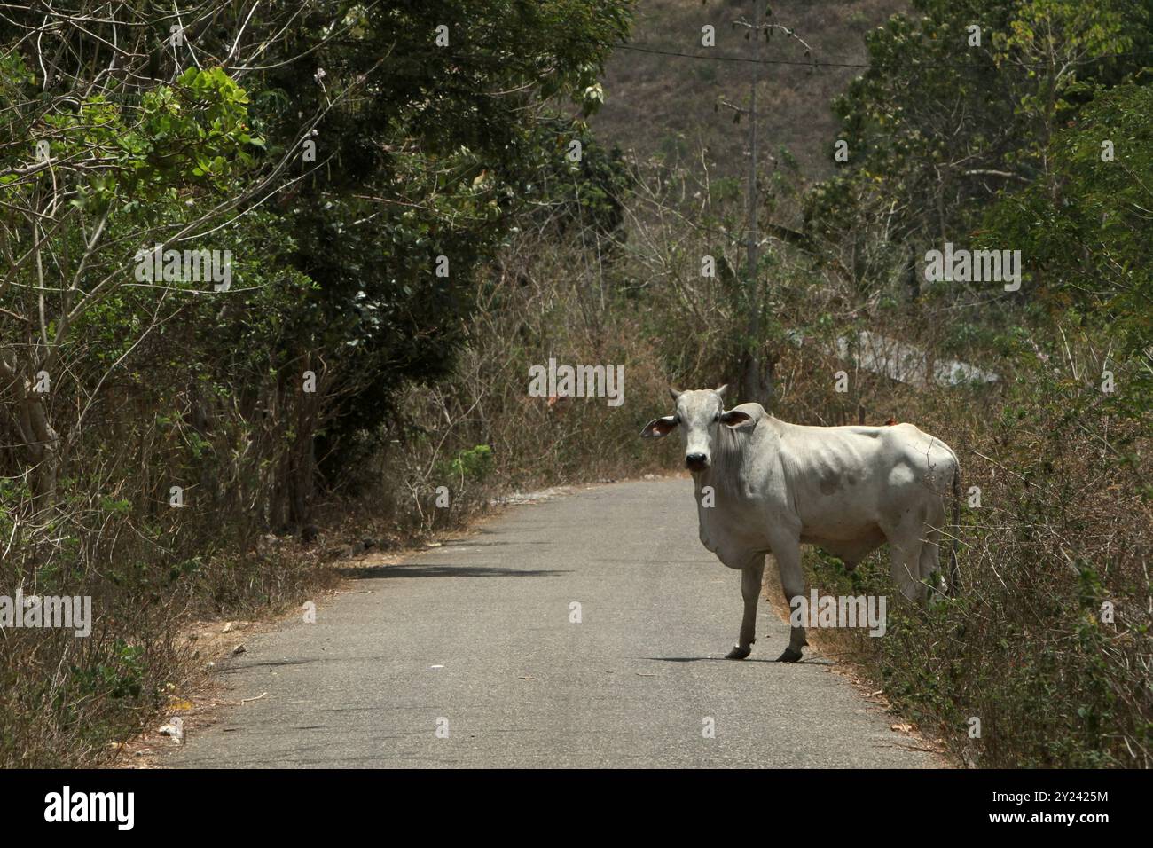 Une vache est sur le point de traverser une route à Tabunung, à l'est de Sumba, à Nusa Tenggara, en Indonésie. Banque D'Images