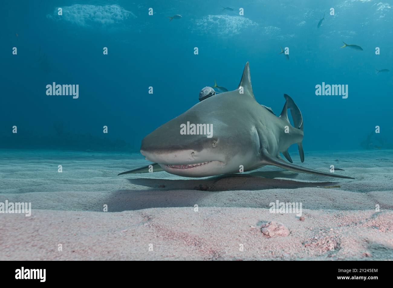 Requin citron nageant juste au-dessus des fonds marins sablonneux Banque D'Images