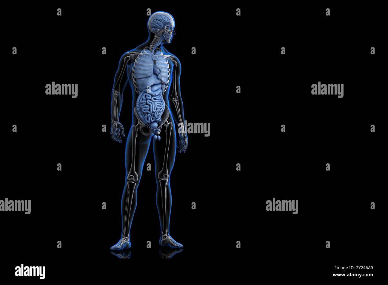 Vue antérieure du corps humain. Illustration 3D. Banque D'Images