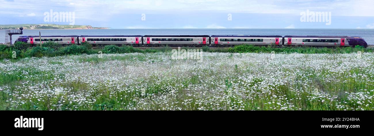 Arriva Cross Country train à côté de la digue et South West Coast Path entre Dawlish Warren et Dawlish Marguerite fleurs dans le sud du Devon Angleterre en fleurs Banque D'Images