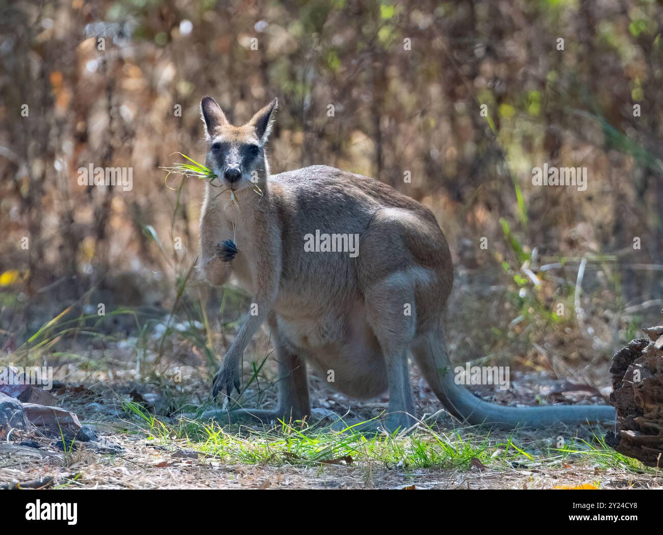 Wallaby agile (Macropus agilis) grignotant sur l'herbe, Rinyirru, parc national de Lakefield, extrême nord du Queensland, Australie Banque D'Images