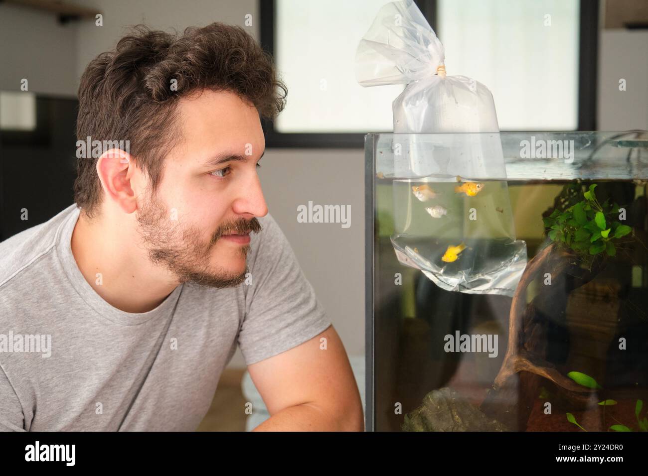 Homme acclimatant le poisson à l'aquarium domestique en utilisant la méthode du sac flottant Banque D'Images