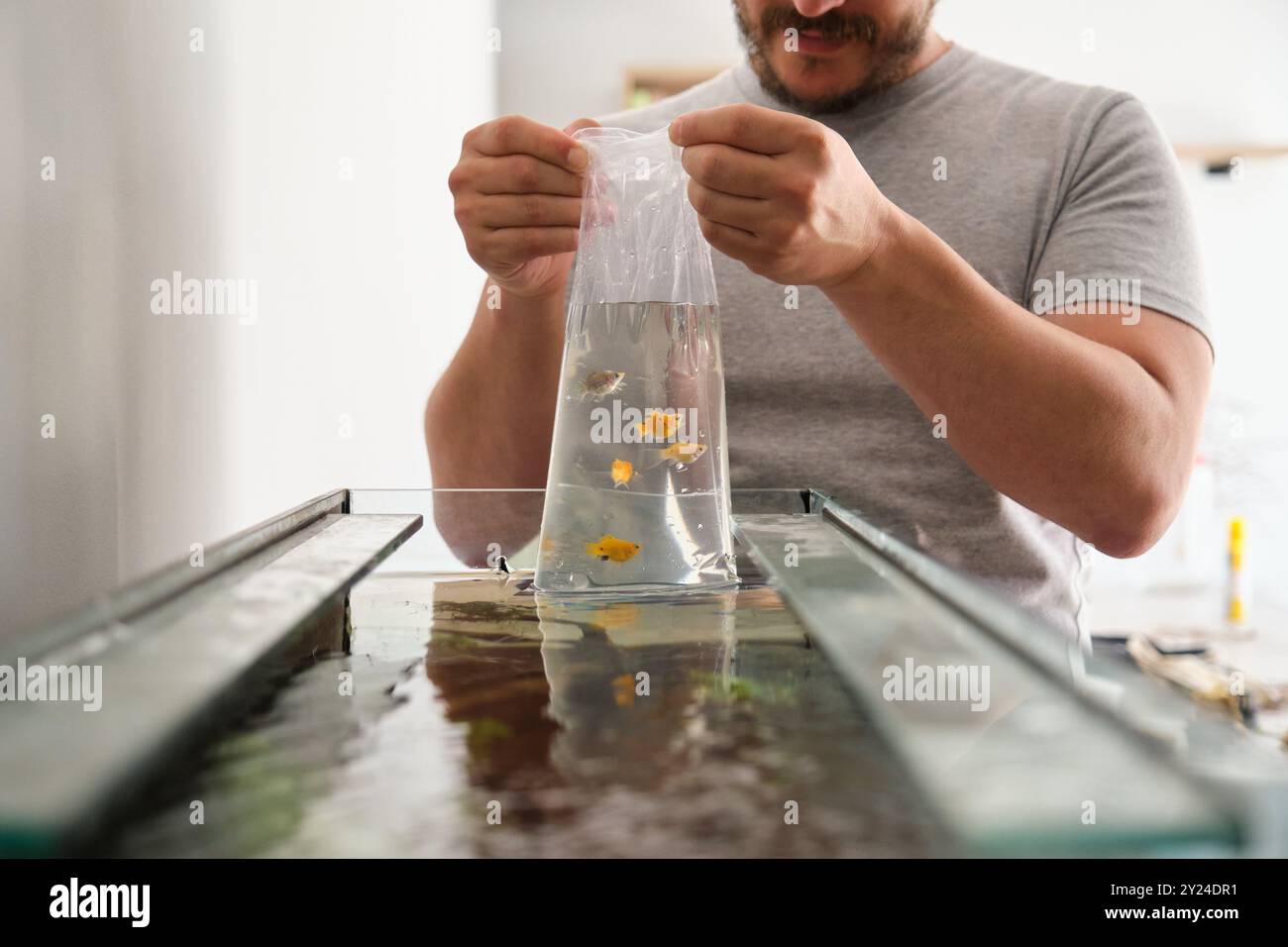 Homme libérant le poisson molly ballon dans l'aquarium à la maison Banque D'Images