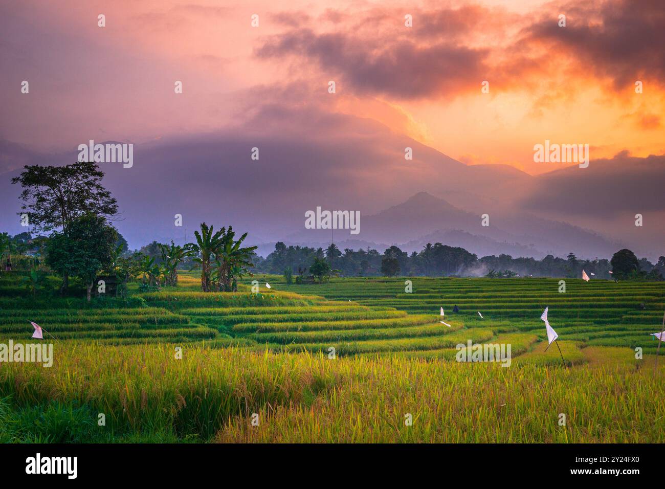 indonésie beauté paysage rizières dans le nord de bengkulu naturel belle vue matinale de l'Indonésie des montagnes et de la forêt tropicale Banque D'Images