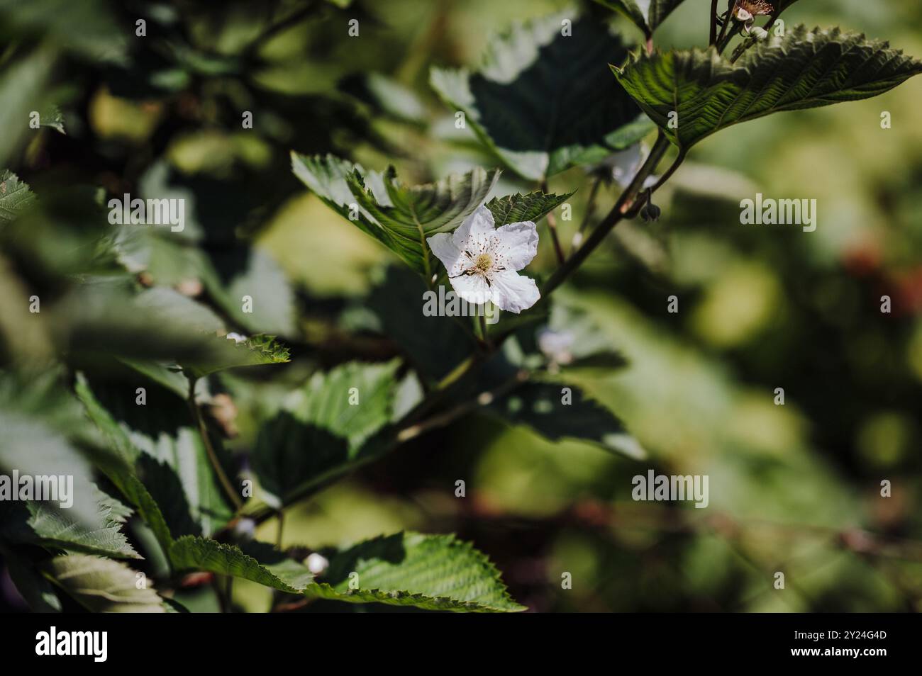 Fleur de mûre fleurie ensoleillée parmi les feuilles vertes dans un jardin. Banque D'Images