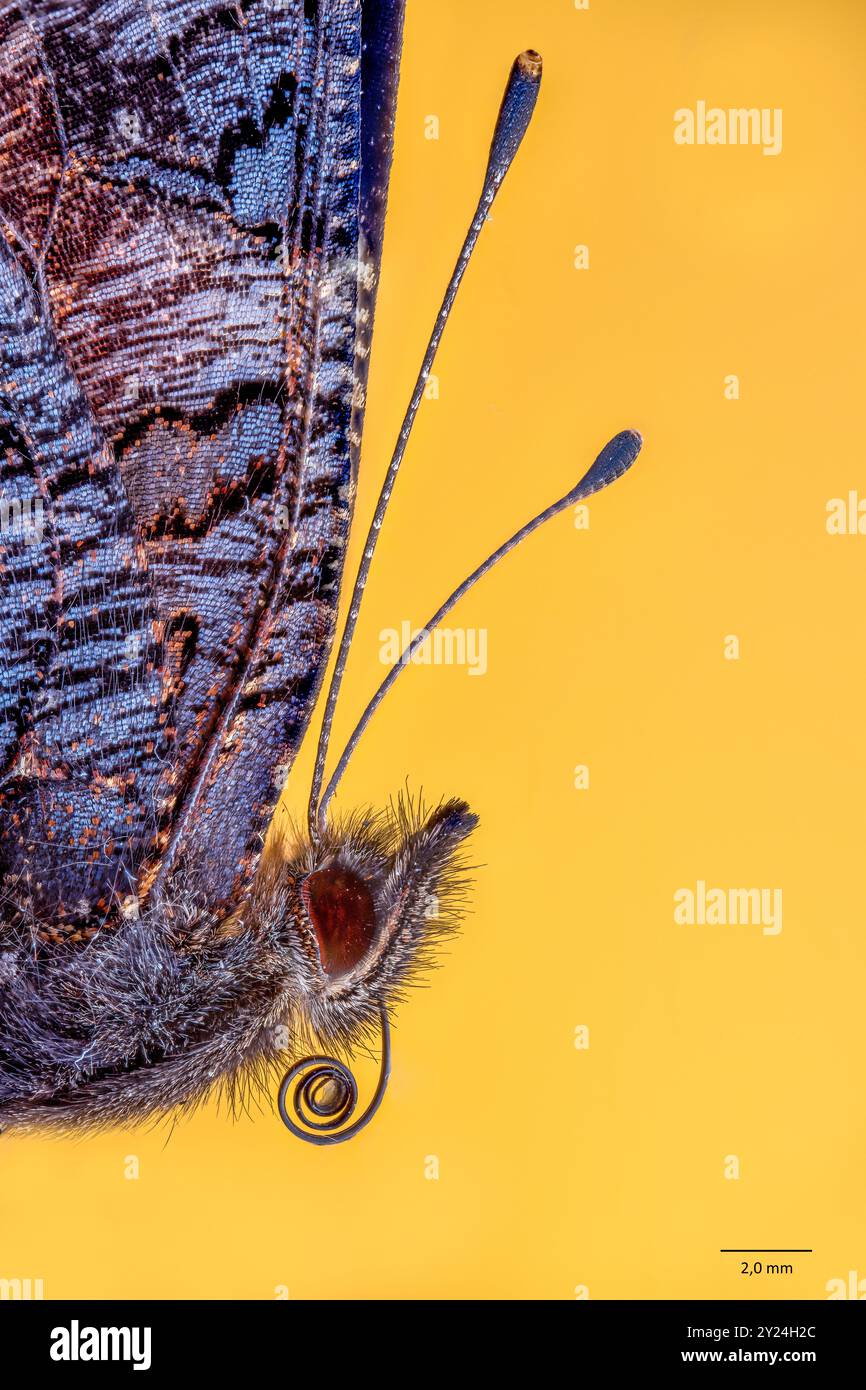 Papillon paon (Aglais io), gros plan de la tête, des antennes et de la bouche. Banque D'Images