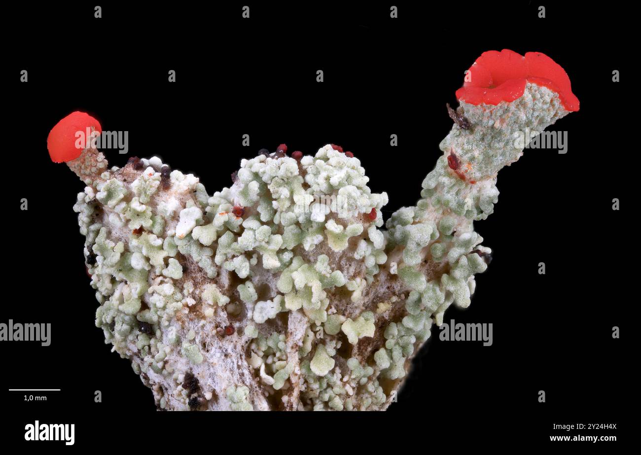 Apothécie et pycnidia rouge vif (corps fruitiers) du lichen de la coupe du souiller jouet (C⁠ladonia bellidiflora). Sud-Ouest de la Norvège en septembre. Banque D'Images