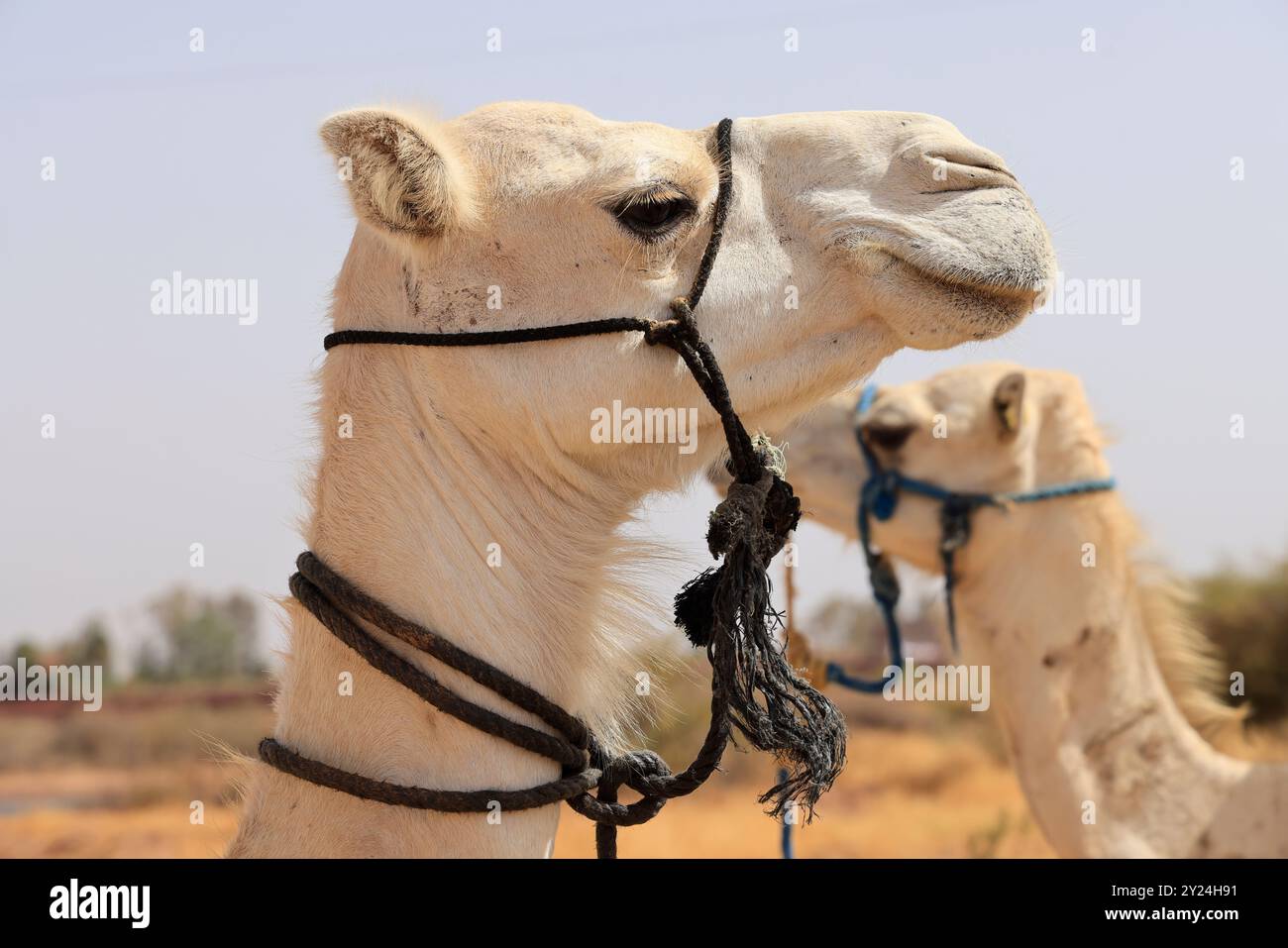 Camp nomade avec dromadaires et chauffeur de chameaux dans la campagne désertique près du moyen Atlas au Maroc. Maroc, Afrique du Nord. Crédit : photo par Hug Banque D'Images