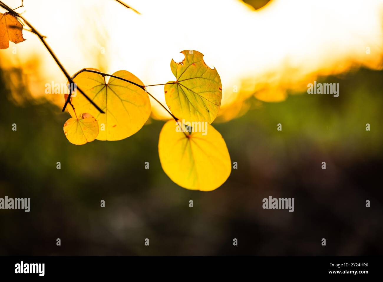 Feuilles dorées illuminées par la lumière douce du soleil, avec un fond flou Banque D'Images