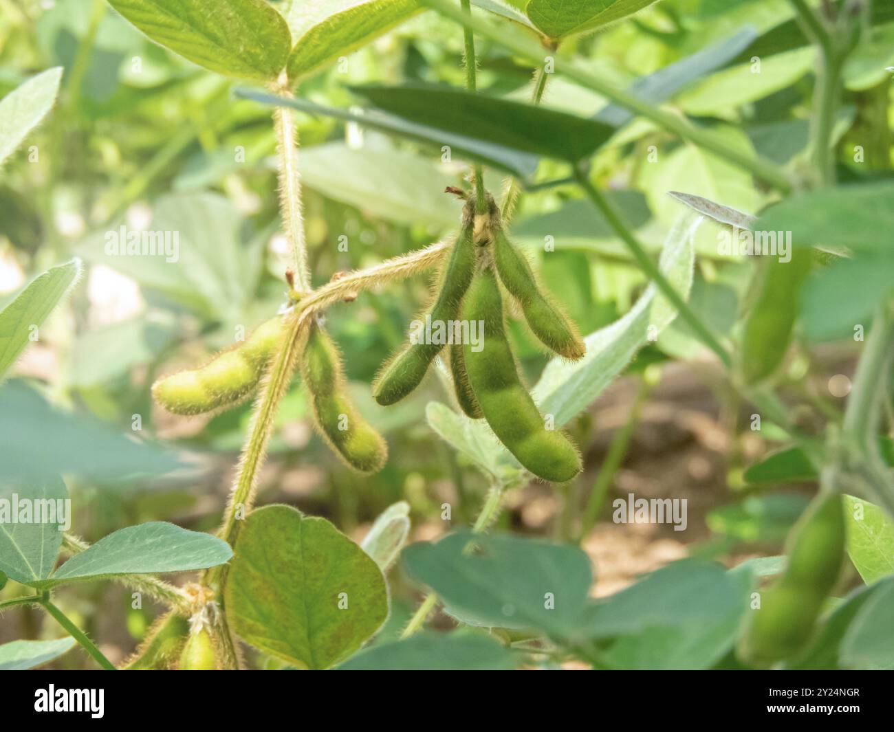 Soja ou espèce végétale de soja ou de soja appelée Glycine max. Gousses de haricots vertes et poilues sur un champ agricole. Source de nourriture végétarienne de base. Banque D'Images