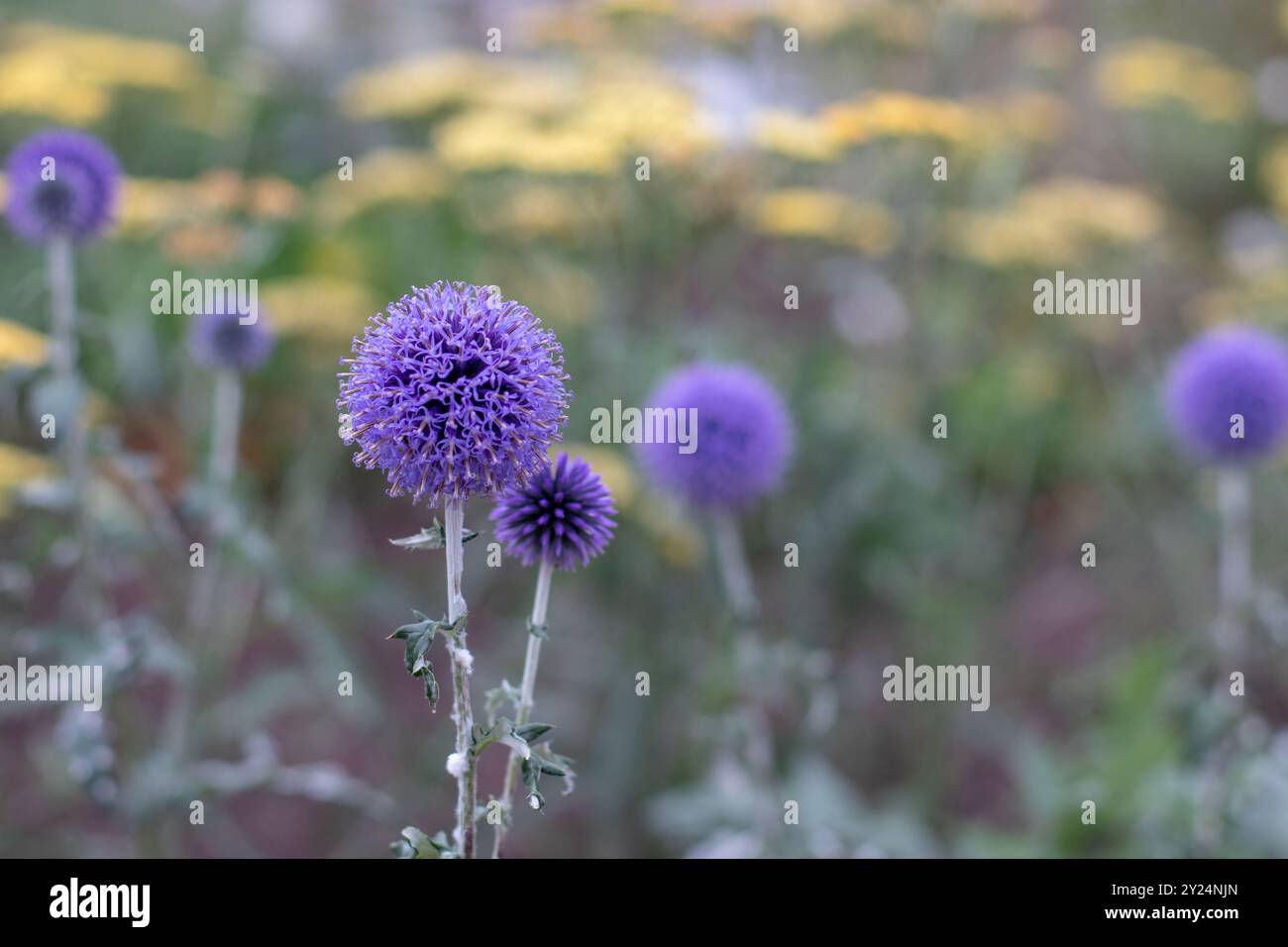 Le globe violet Echinops bannaticus coule sur le fond flou jaune de la flèche jaune ou des fleurs d'achillea millefolium. Fleur vivace bleu chardon globe Banque D'Images