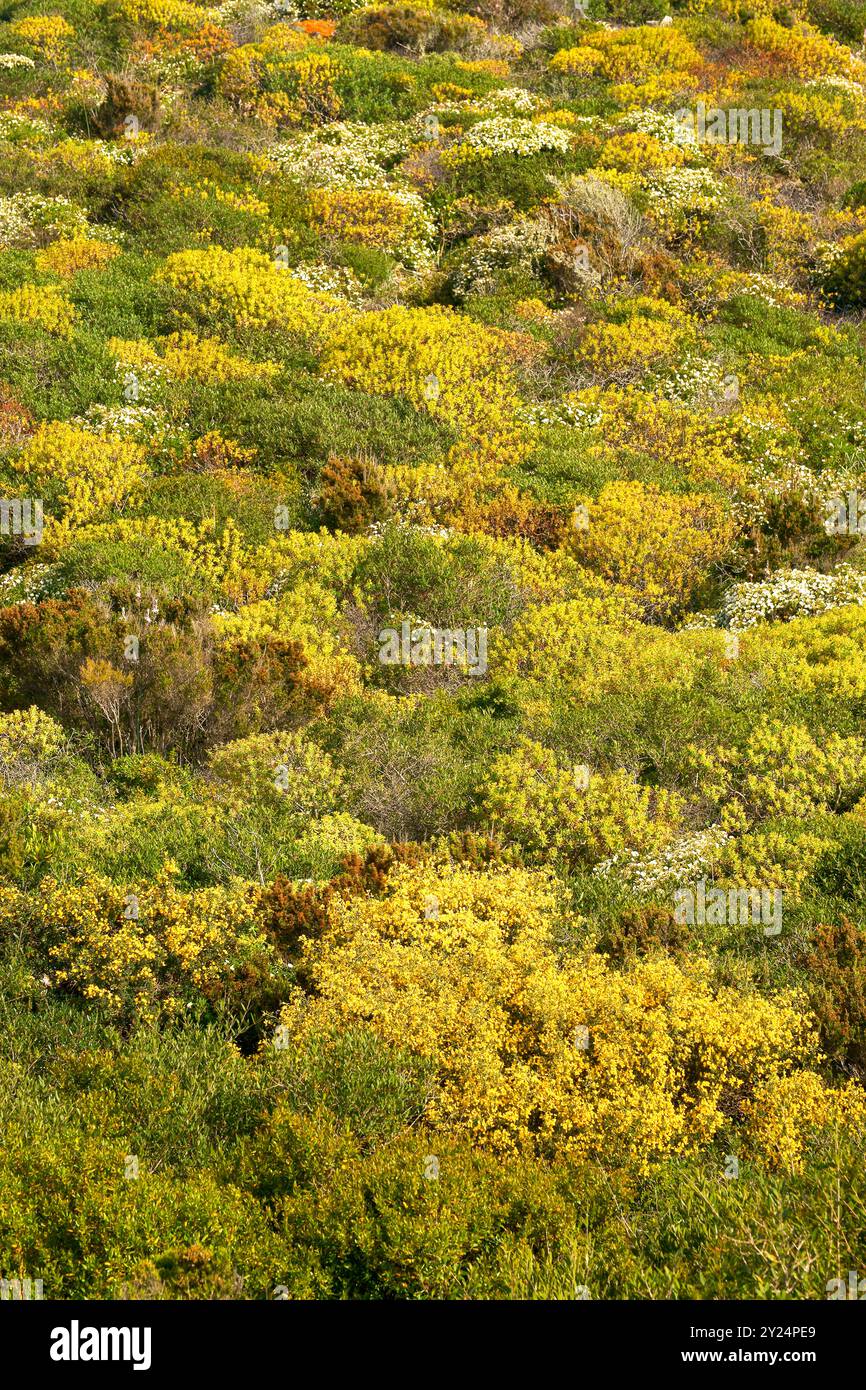 Maquis méditerranéen. Sa Mesquida .Menorca. Réserve de la Biosphère . Illes Balear .España. Banque D'Images