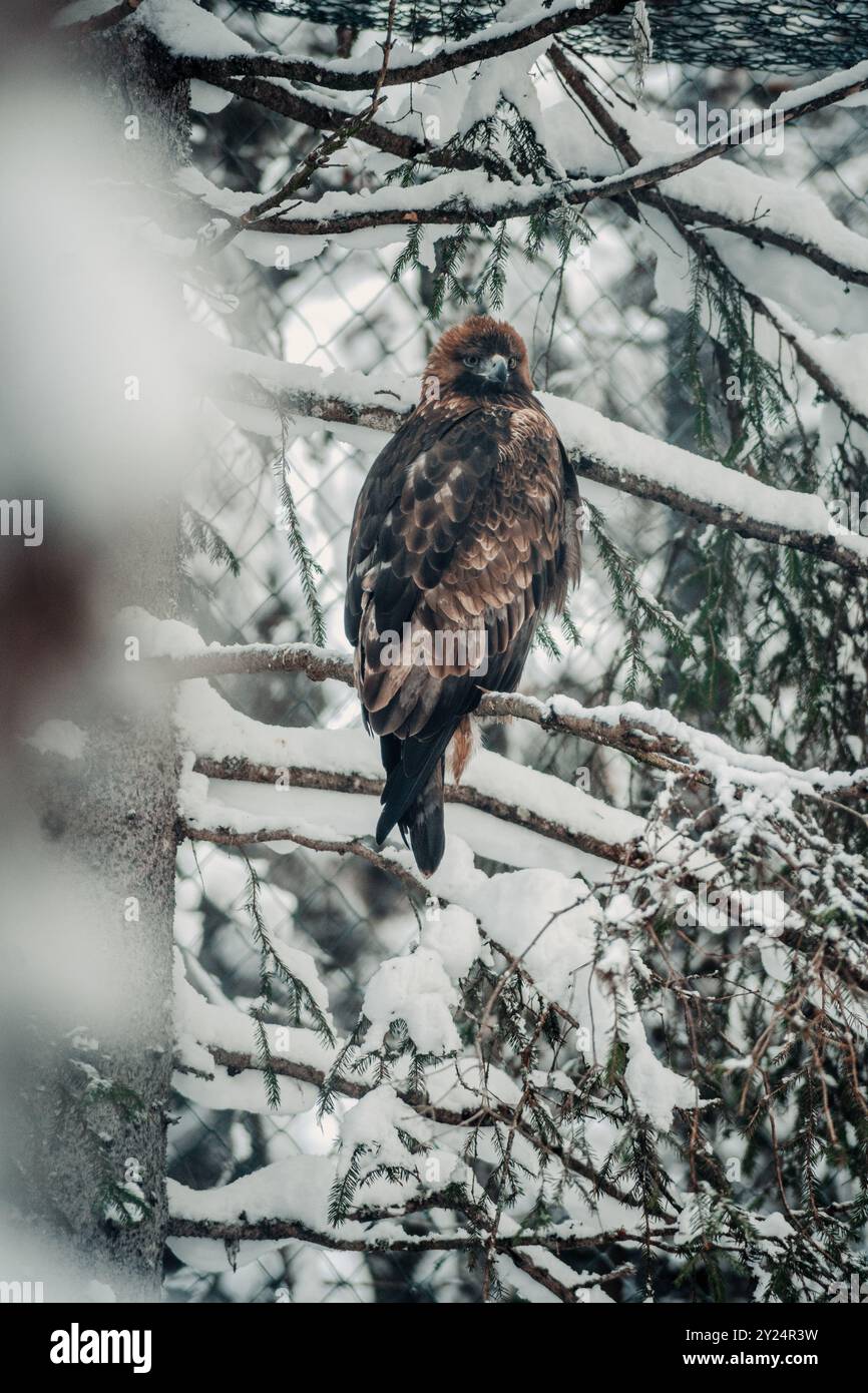 Aigle doré assis dans l'arbre à Ranua, Laponie Banque D'Images