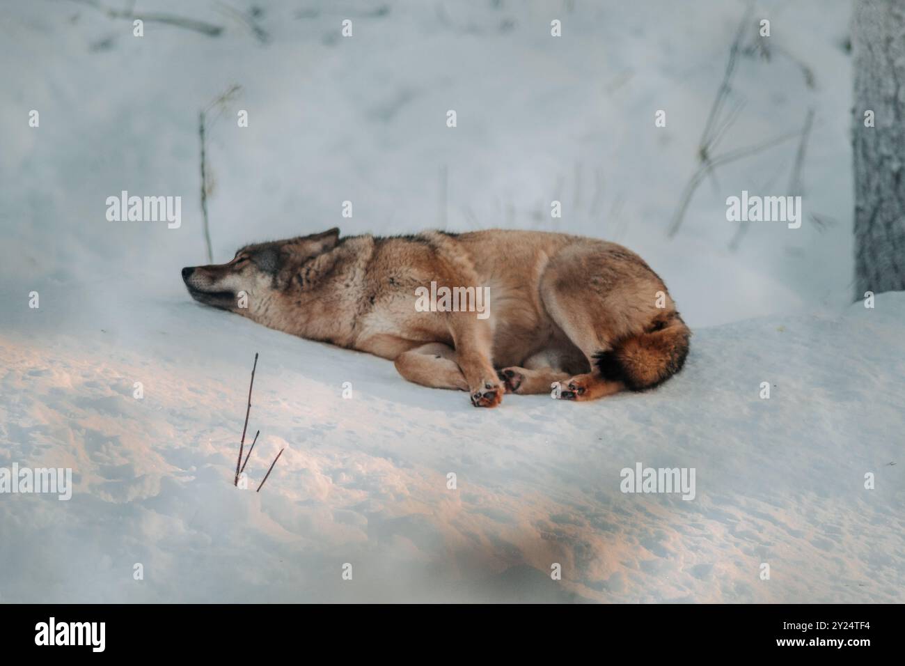 Wolf a sauté sur la neige à Ranua, en Laponie Banque D'Images