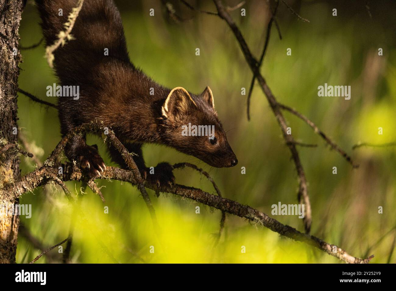American Pine Marten grimpant dans un arbre. Banque D'Images