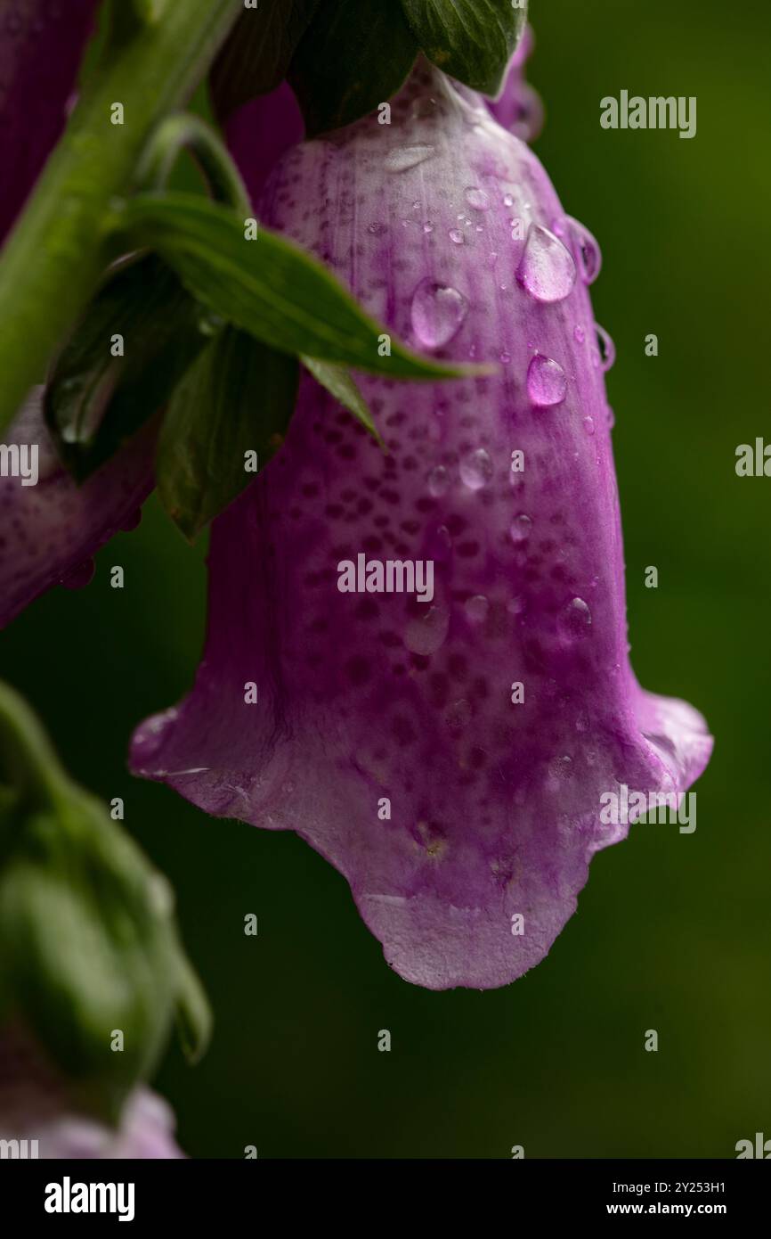 Naturel gros plan portrait de plante à fleurs de la très populaire Digitalis Blooms.attention-obtenir, belle, floraison, rougissement, gras, généreux, Banque D'Images