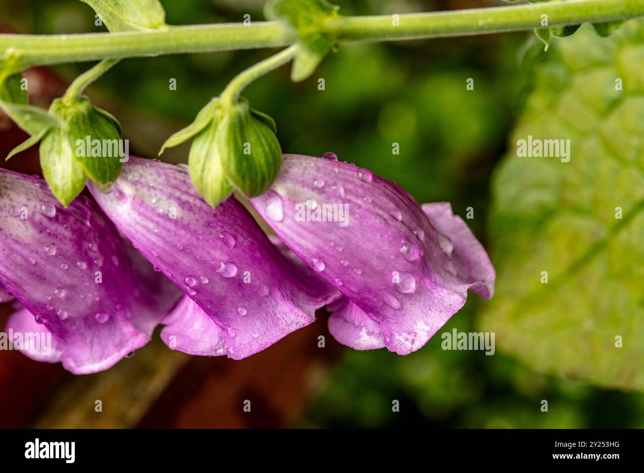 Naturel gros plan portrait de plante à fleurs de la très populaire Digitalis Blooms.attention-obtenir, belle, floraison, rougissement, gras, généreux, Banque D'Images