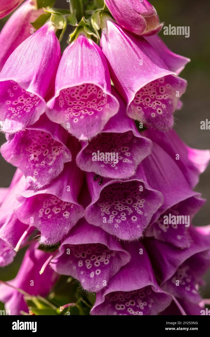 Naturel gros plan portrait de plante à fleurs de la très populaire Digitalis Blooms.attention-obtenir, belle, floraison, rougissement, gras, généreux, Banque D'Images