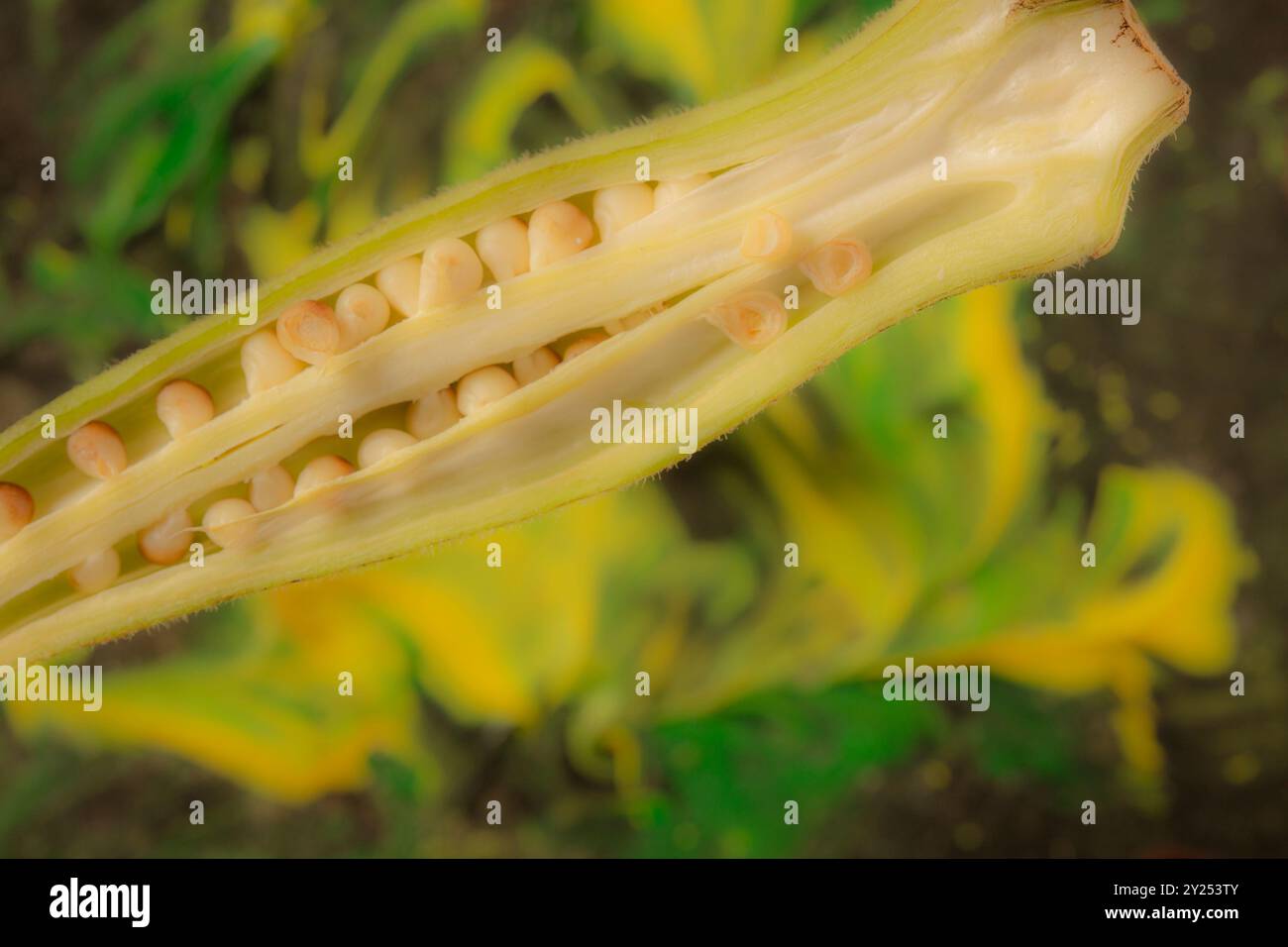 Gros plan portrait de nourriture exotique Okra pod.comestible, gousses de graines vertes, cultivé, tropical, représentation, naturel, distinct, liberté, symbolisme Banque D'Images