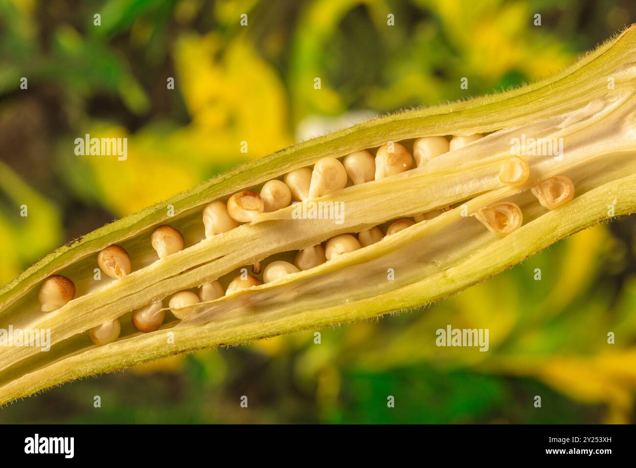 Gros plan portrait de nourriture exotique Okra pod.comestible, gousses de graines vertes, cultivé, tropical, représentation, naturel, distinct, liberté, symbolisme Banque D'Images