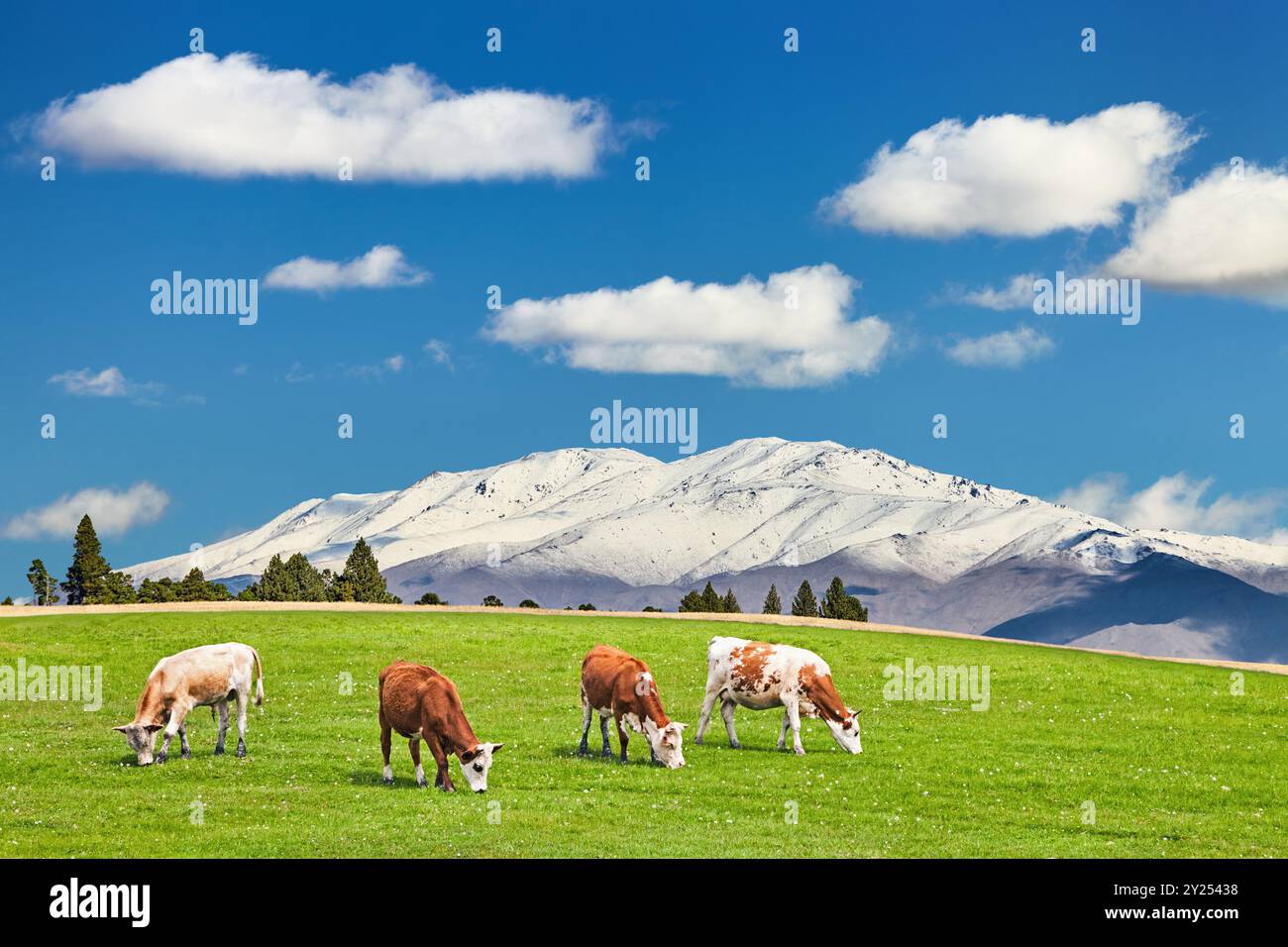 Beau paysage avec des montagnes enneigées et des vaches en pâturage sur un champ verdoyant Banque D'Images