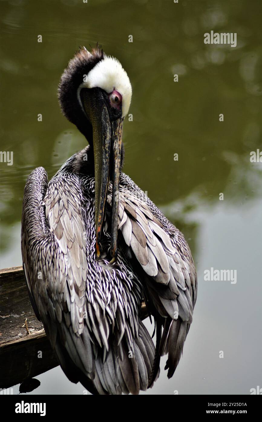 Un beau pélican debout sur la table. Banque D'Images