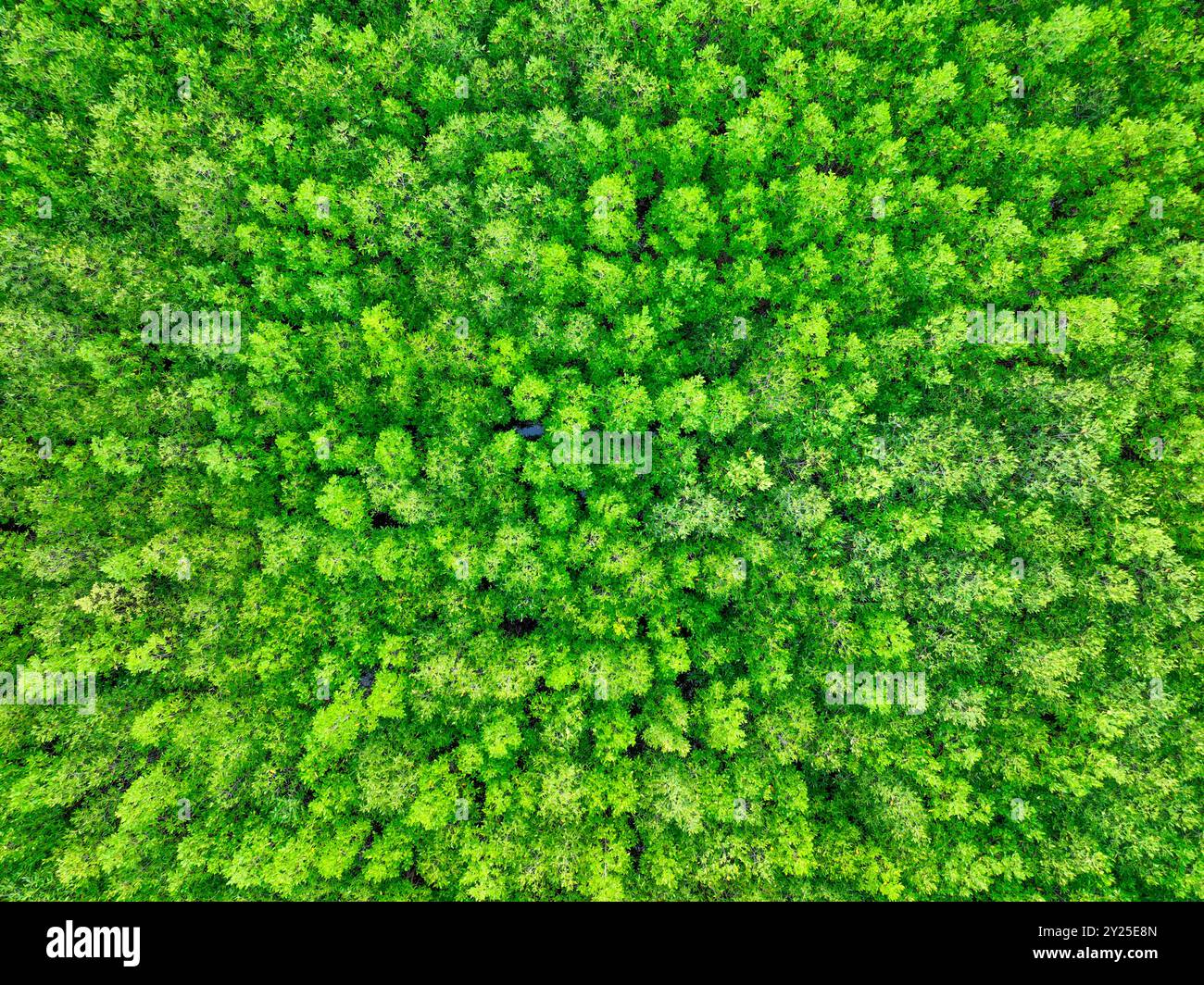 Vue aérienne forêt de mangroves vertes. Puits de carbone naturel. Les mangroves captent le CO2. Écosystèmes de carbone bleu. Les mangroves absorbent les émissions de dioxyde de carbone Banque D'Images