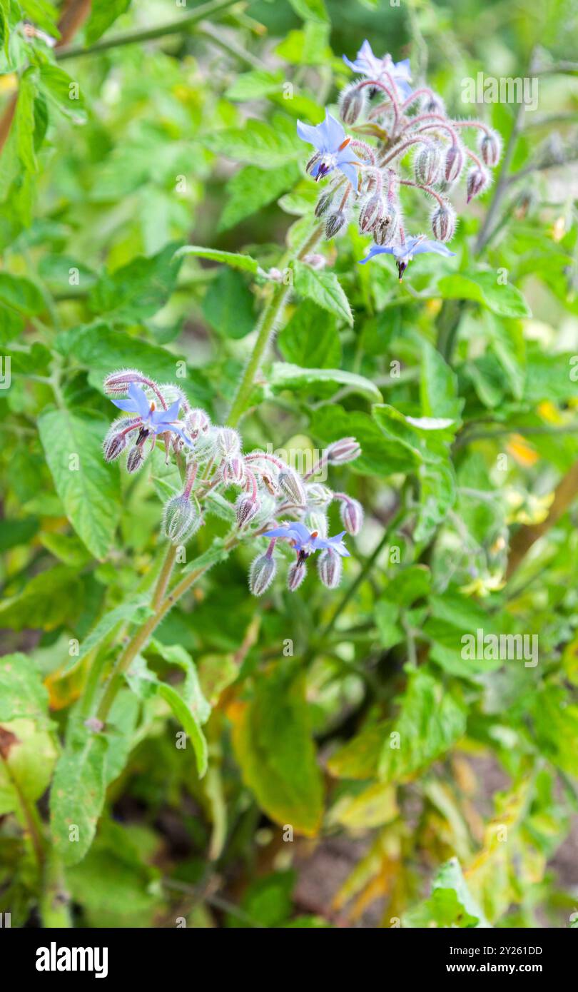 Borago officinalis - fleurs de bourrache Banque D'Images