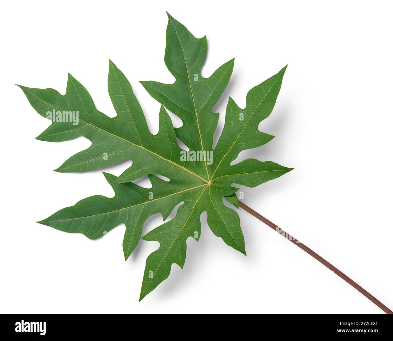 gros plan de la feuille de papaye avec des ombres arrière-plan blanc isolé, grand feuillage avec des veines profondes et de longs pétioles ou tiges, nutritionnel et médicinal v Banque D'Images