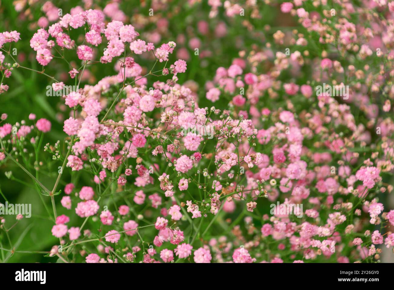 Belles fleurs roses de Gypsophila paniculata dans le jardin. le souffle du bébé, la gypsophile commune, le souffle paniqué du bébé. Fond de fleur. Banque D'Images